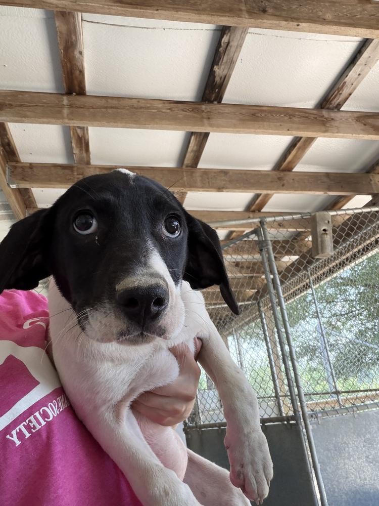 Margo, Adoptable, Puppy Female Hound.