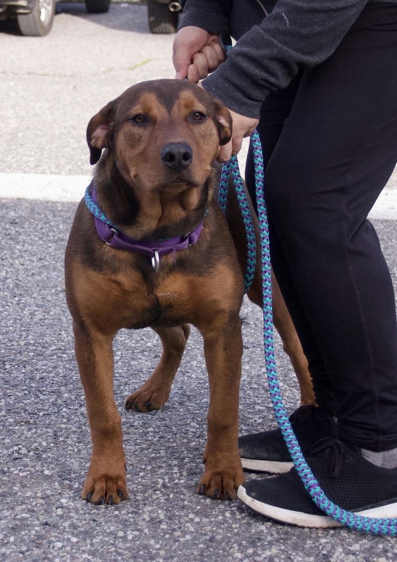 Enlarge Ferrera, a ADOPTABLE mixed breed in Grass Valley, CA image 2/6