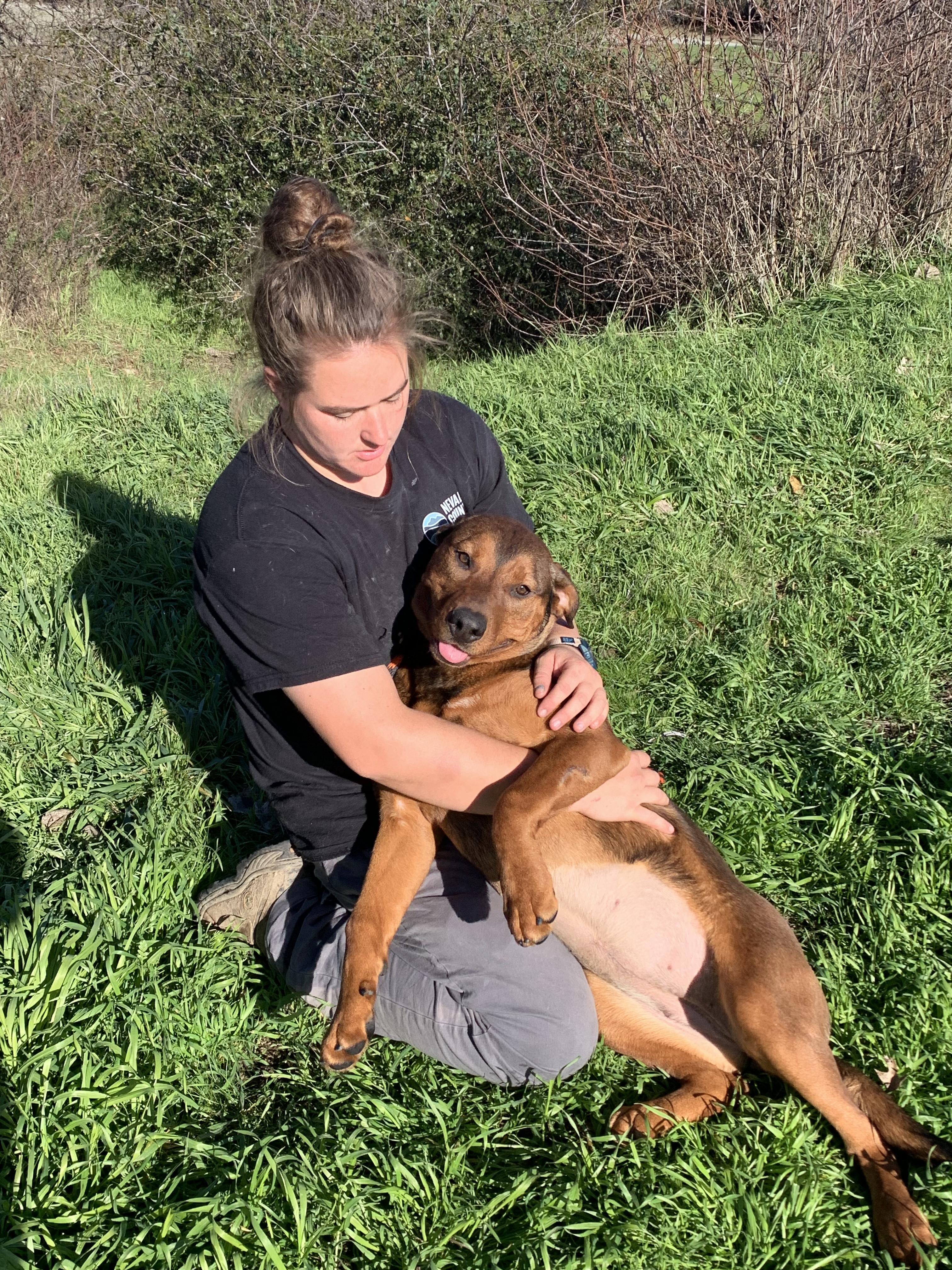 Enlarge Ferrera, a ADOPTABLE mixed breed in Grass Valley, CA image 5/6