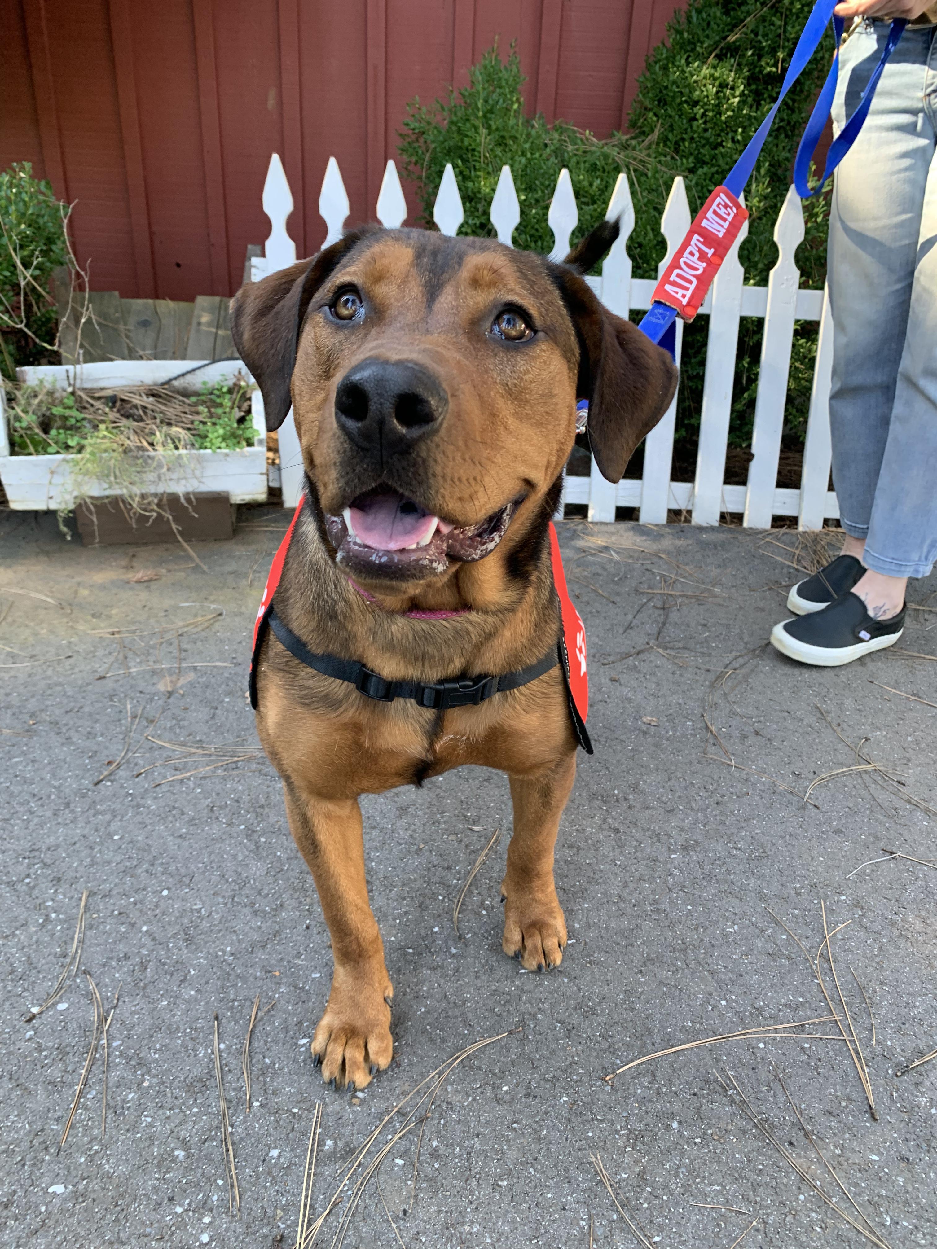 Enlarge Ferrera, a ADOPTABLE mixed breed in Grass Valley, CA image 6/6