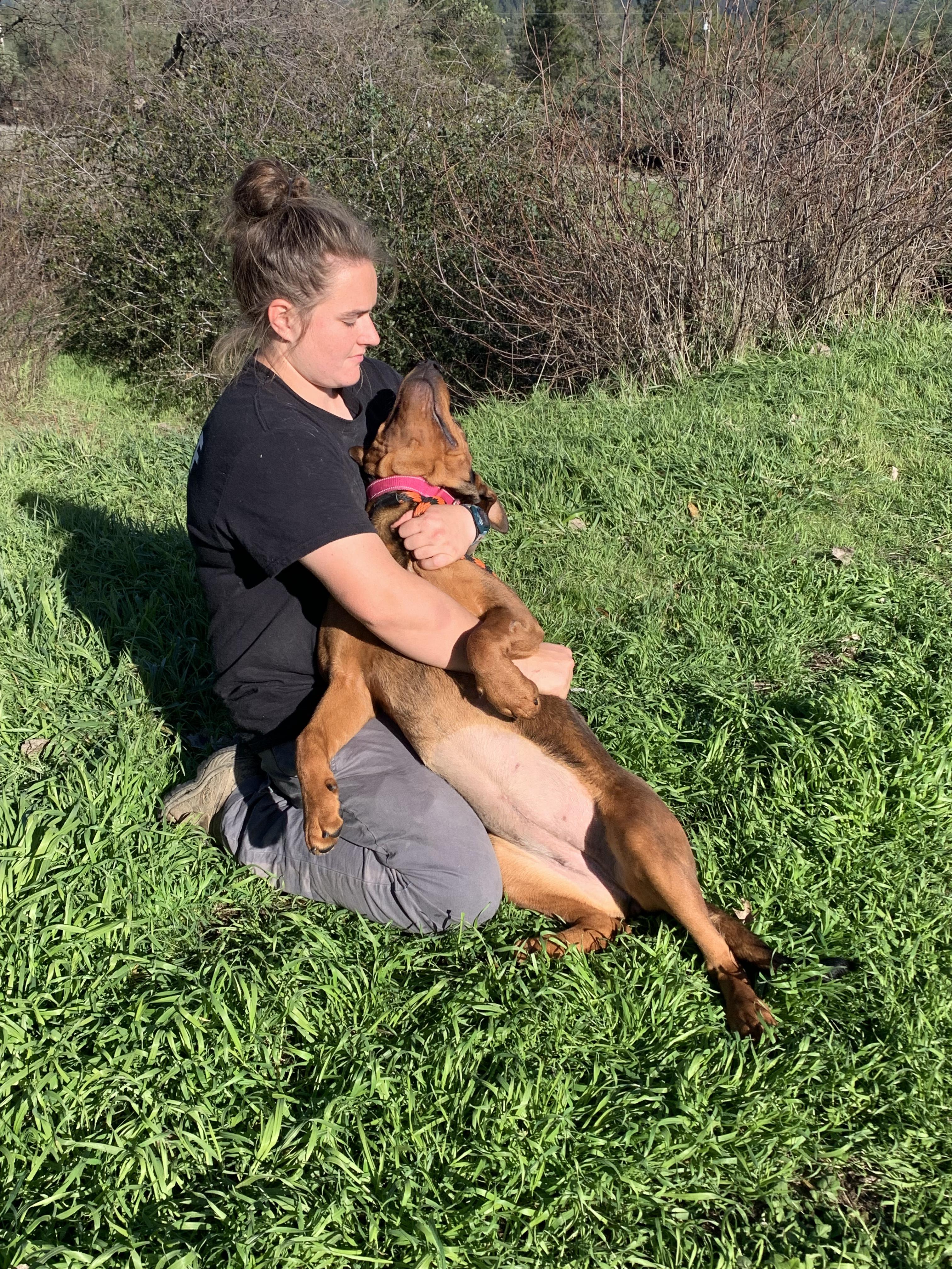 Enlarge Ferrera, a ADOPTABLE mixed breed in Grass Valley, CA image 6/6