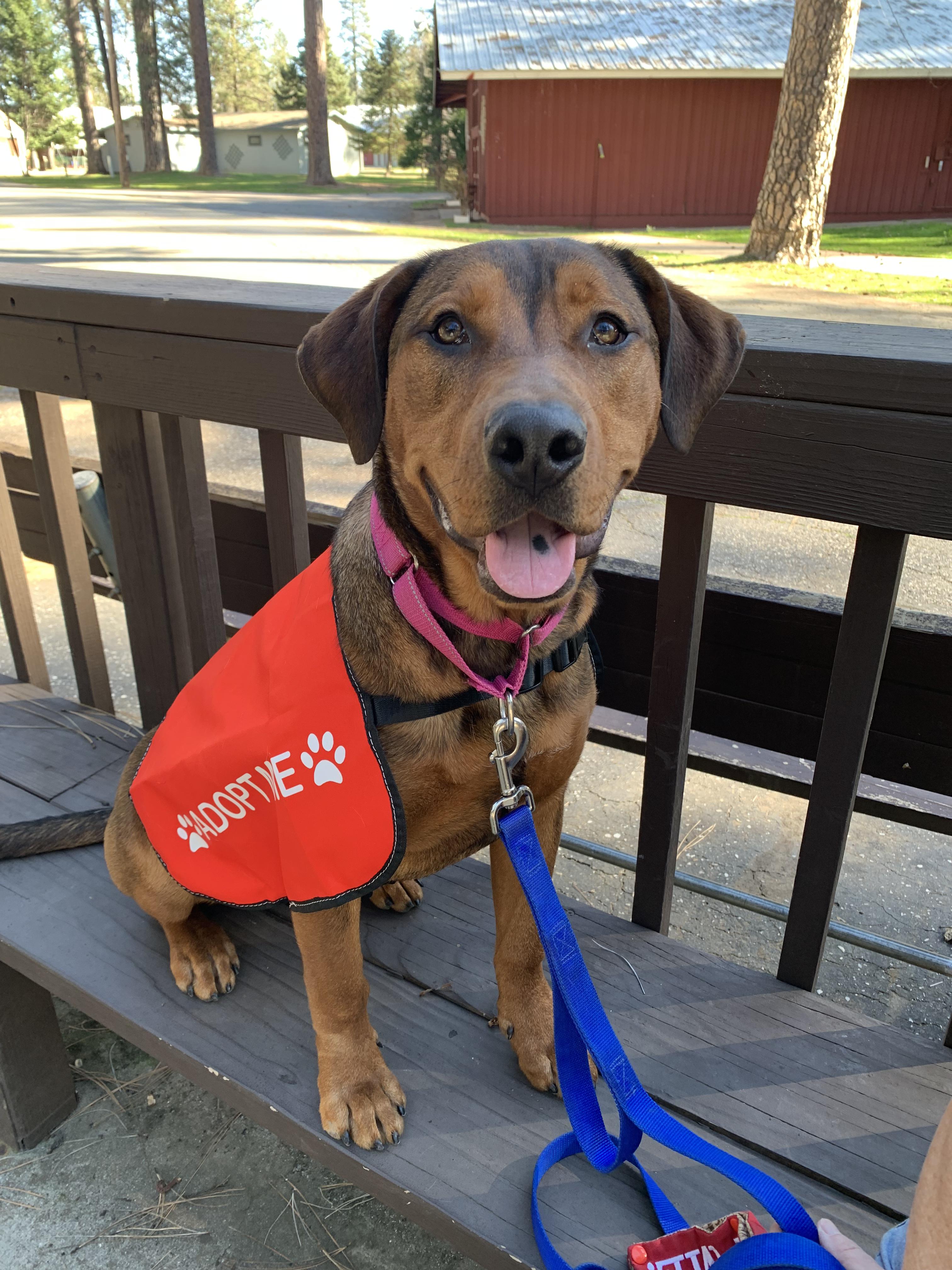 Enlarge Ferrera, a ADOPTABLE mixed breed in Grass Valley, CA image 5/6