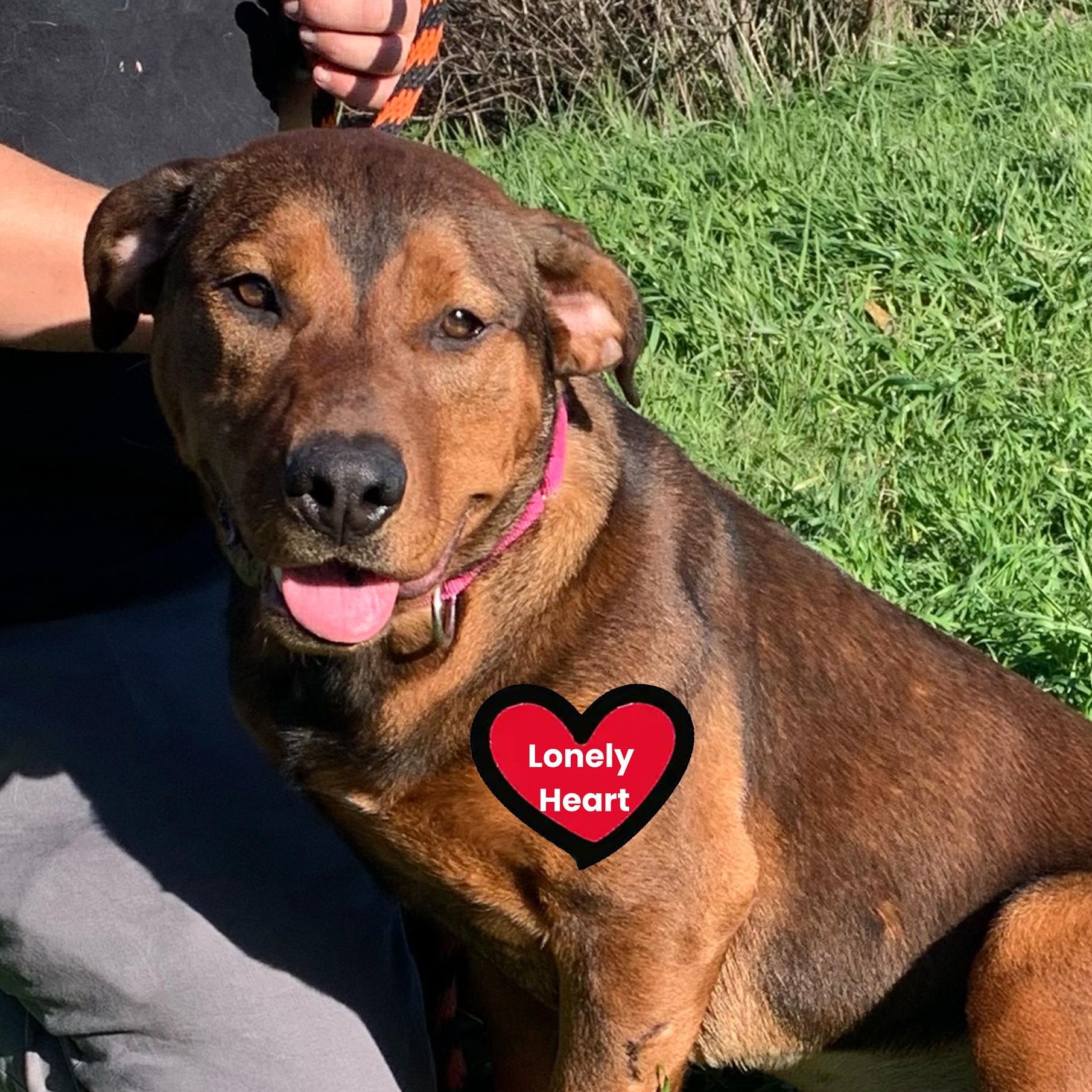 Ferrera, ADOPTABLE, Young Female Retriever.