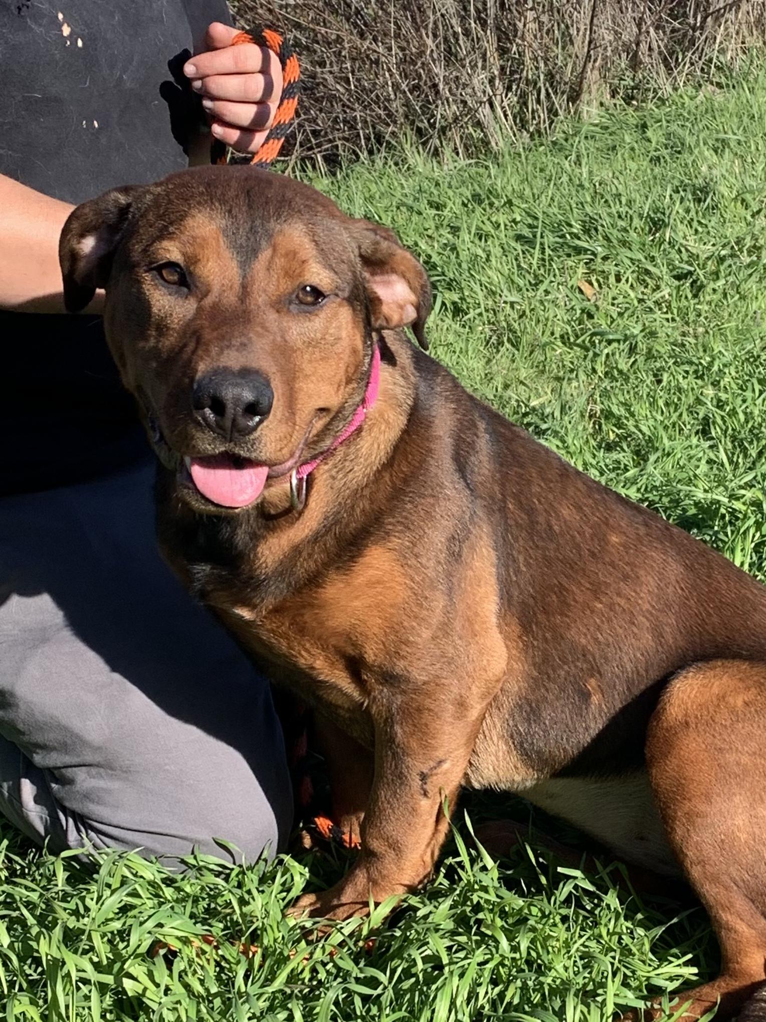 Enlarge Ferrera, a ADOPTABLE mixed breed in Grass Valley, CA image 3/6