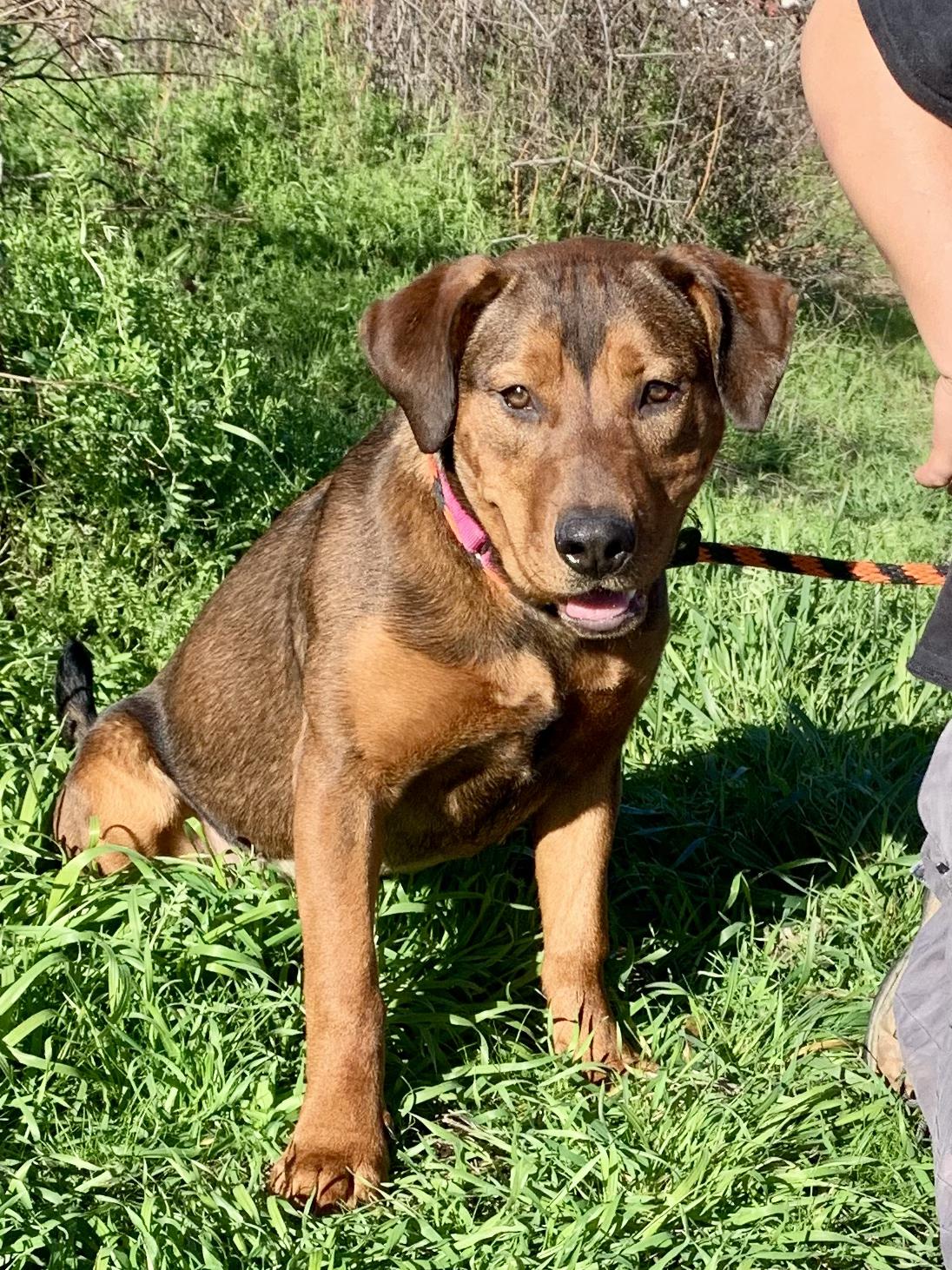 Enlarge Ferrera, a ADOPTABLE mixed breed in Grass Valley, CA image 1/6