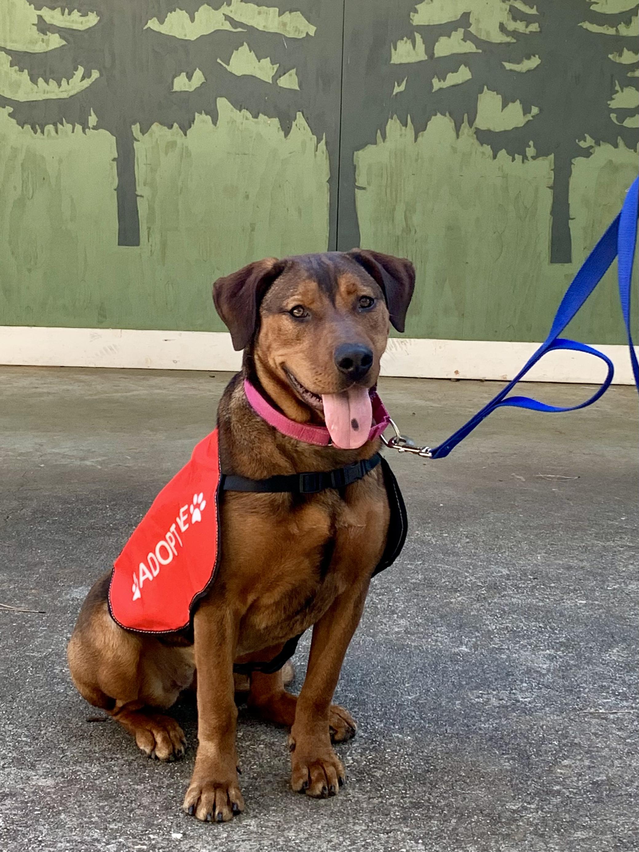 Enlarge Ferrera, a ADOPTABLE mixed breed in Grass Valley, CA image 2/6