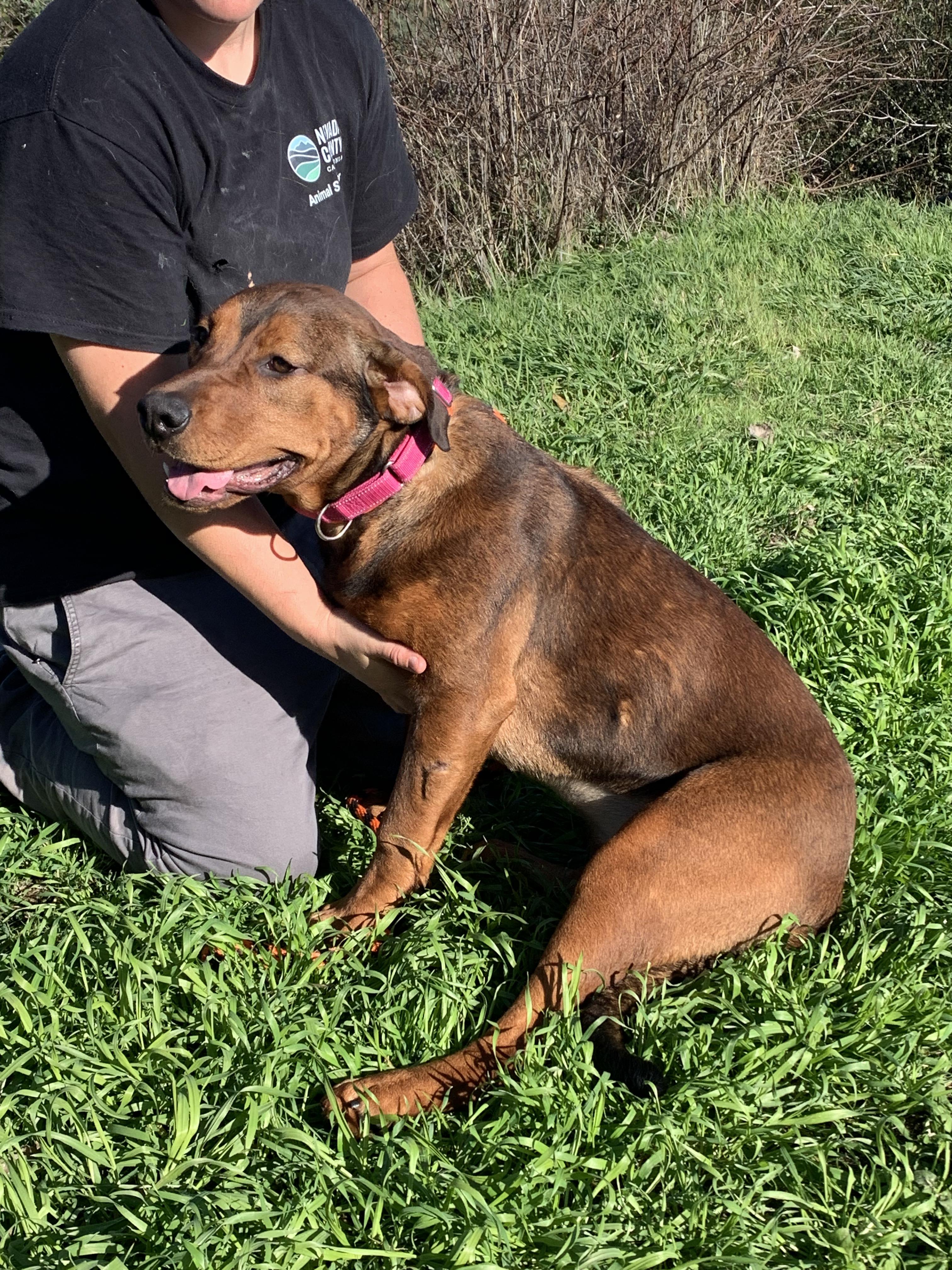 Enlarge Ferrera, a ADOPTABLE mixed breed in Grass Valley, CA image 4/6