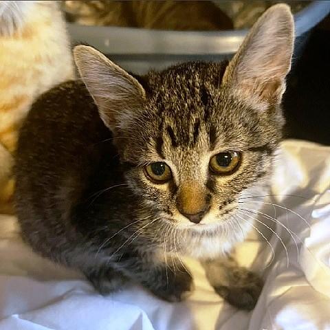 Wilma, an adopted Tabby in Salt Lake City, UT image 2/2