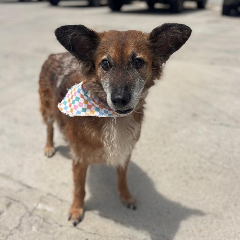 Bruno, Adoptable, Senior Male Dachshund & Terrier.