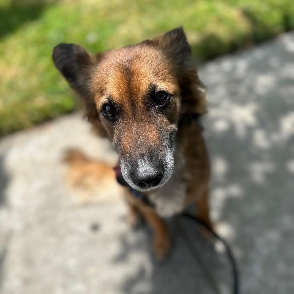 Enlarge Bruno, a Adoptable mixed breed in San Diego, CA image 2/6
