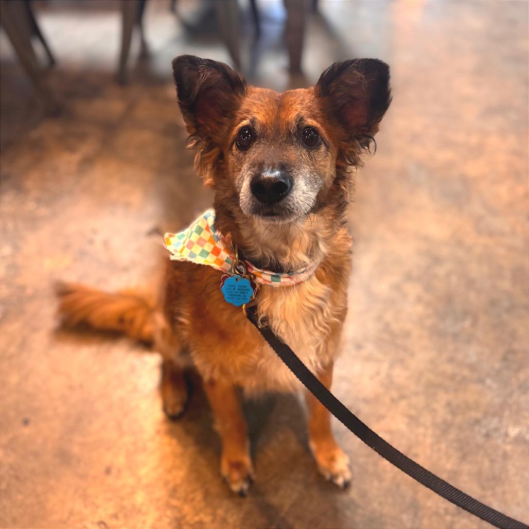 Enlarge Bruno, a Adoptable mixed breed in San Diego, CA image 3/6