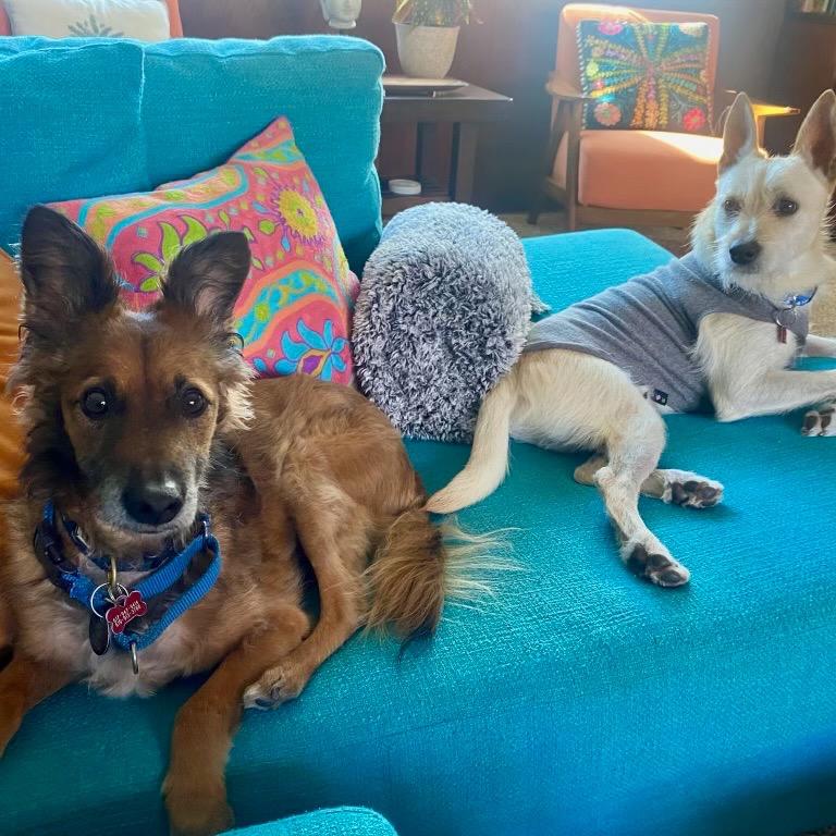 Enlarge Bruno, a Adoptable mixed breed in San Diego, CA image 4/6