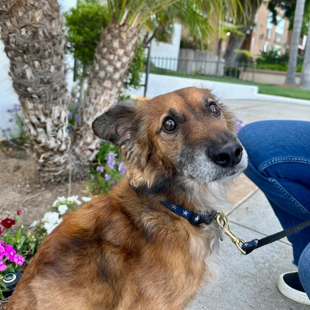 Enlarge Bruno, a Adoptable mixed breed in San Diego, CA image 5/6