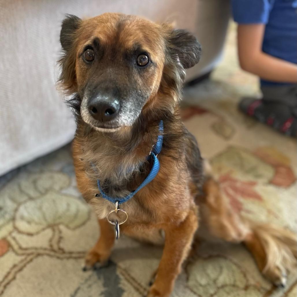 Enlarge Bruno, a Adoptable mixed breed in San Diego, CA image 6/6
