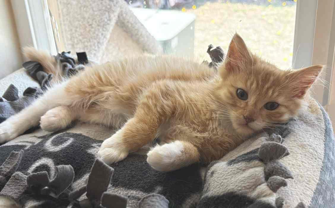 HUNTER, a ADOPTABLE Domestic Medium Hair in Sequim, WA image 2/3