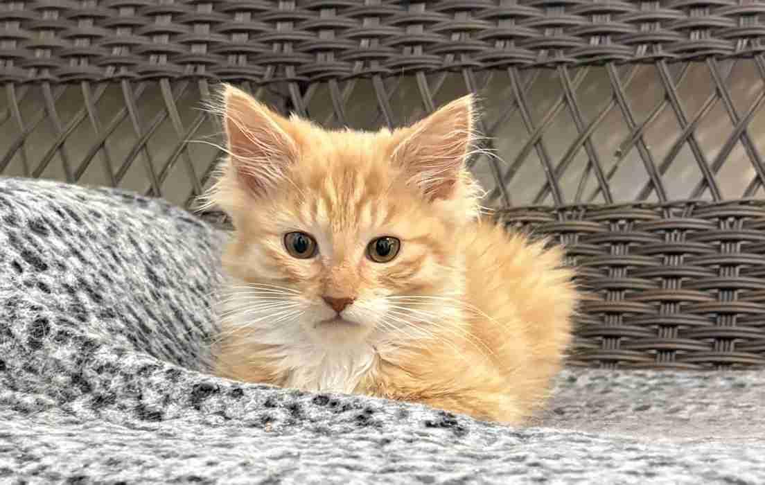 HUNTER, a ADOPTABLE Domestic Medium Hair in Sequim, WA image 3/3