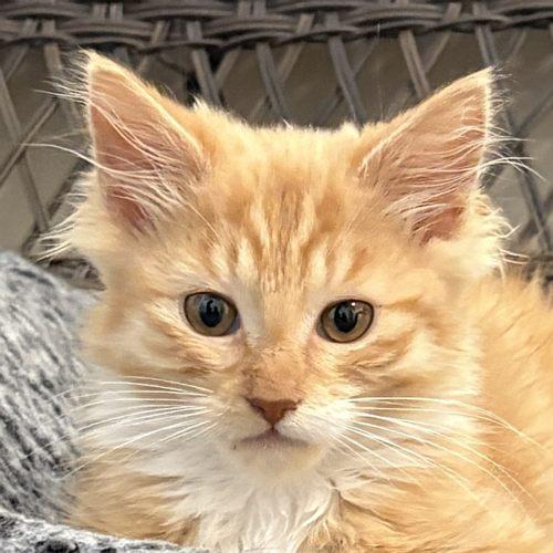 HUNTER, ADOPTABLE, Kitten Male Domestic Medium Hair.