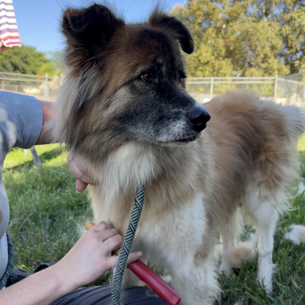 Lola, Adoptable, Senior Female Shetland Sheepdog / Sheltie & Collie.