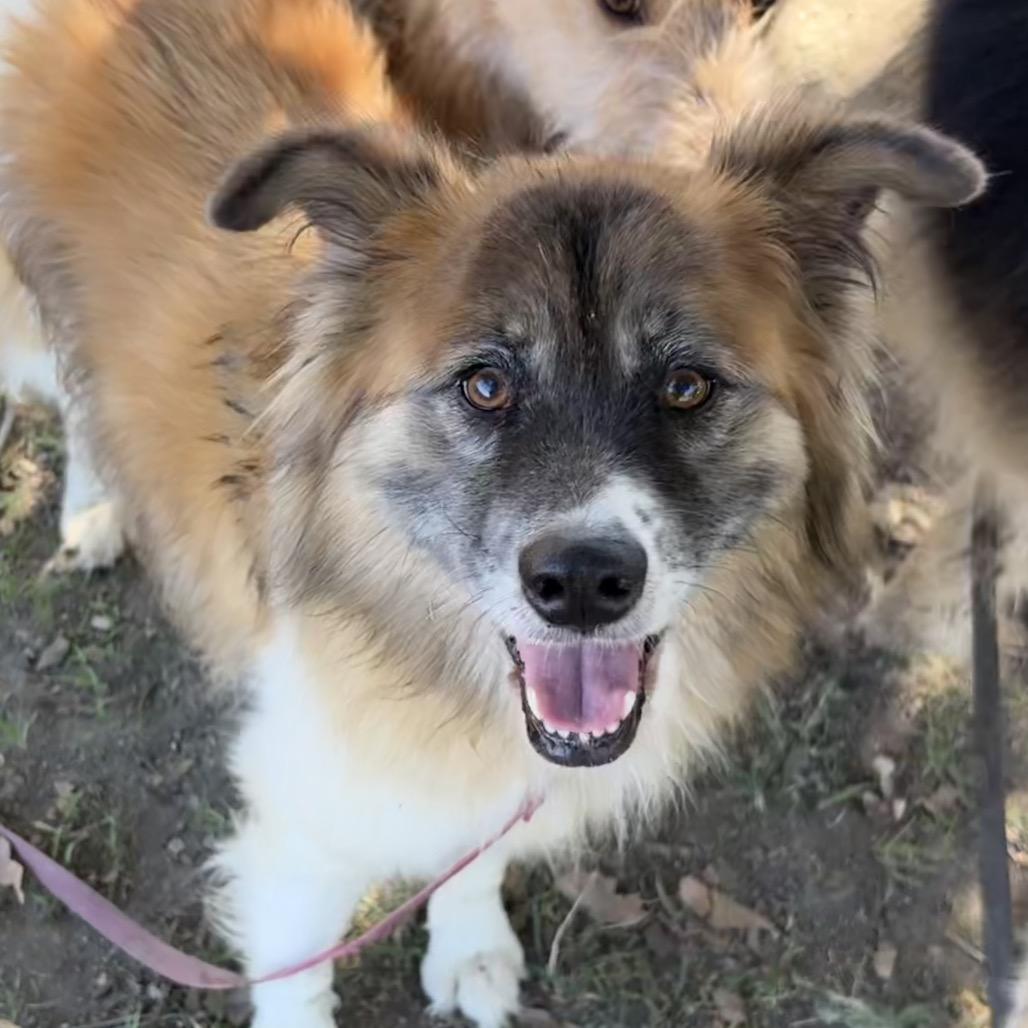 Enlarge Lola, a Adoptable mixed breed in San Jacinto, CA image 2/6