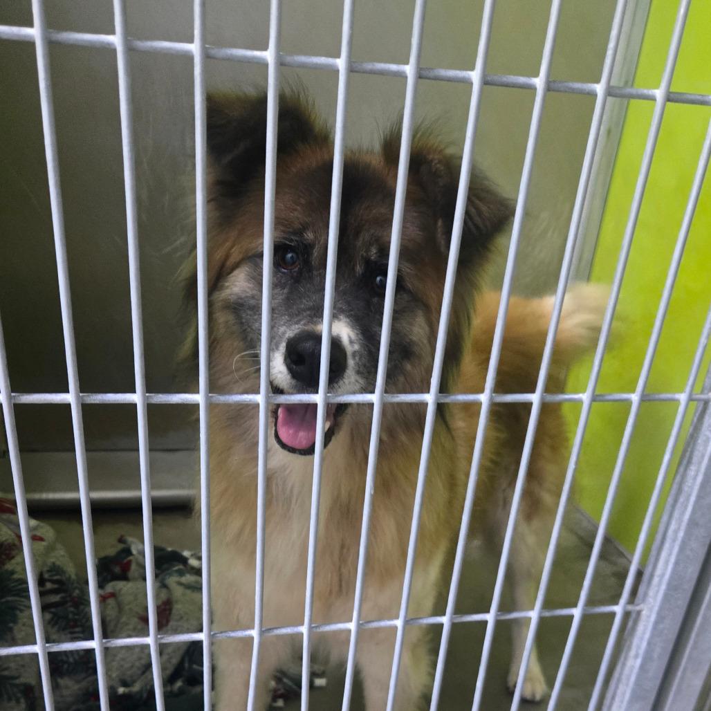 Enlarge Lola, a Adoptable mixed breed in San Jacinto, CA image 3/6