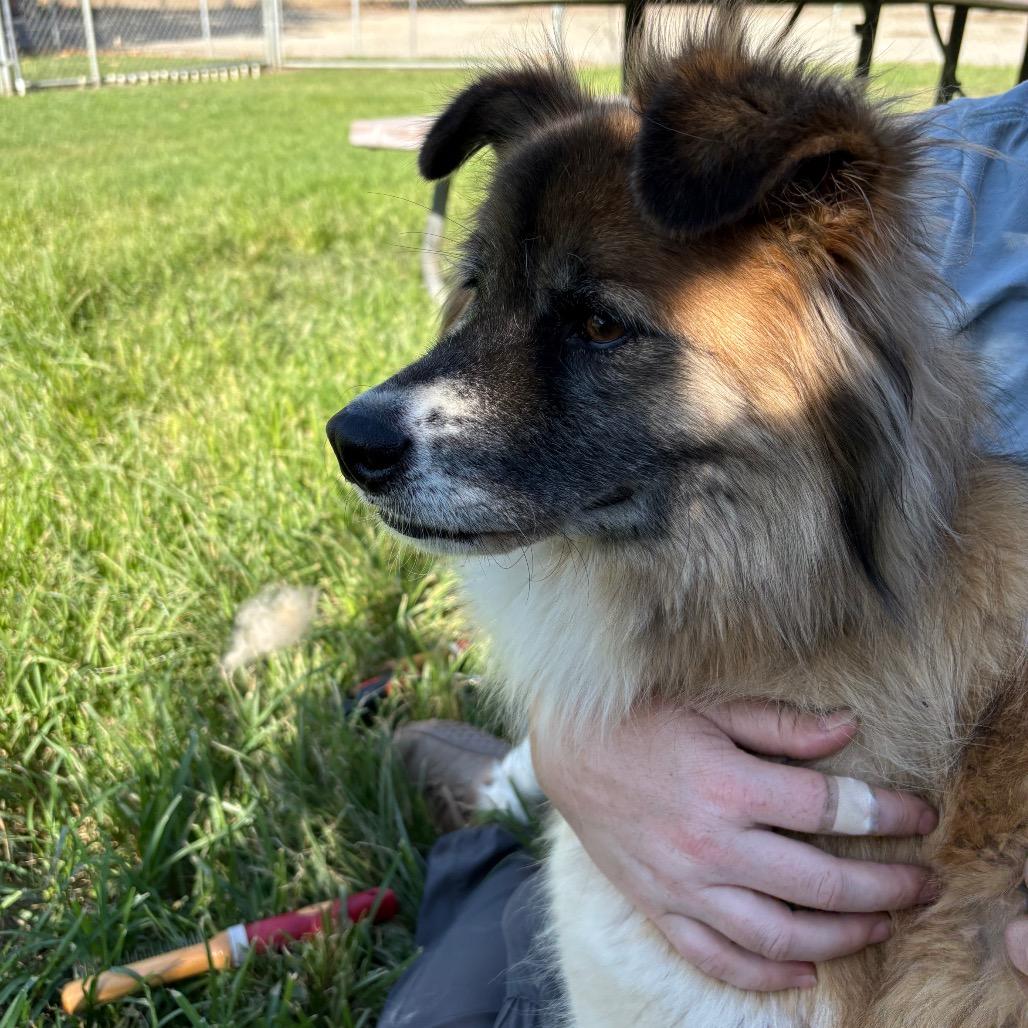 Enlarge Lola, a Adoptable mixed breed in San Jacinto, CA image 4/6