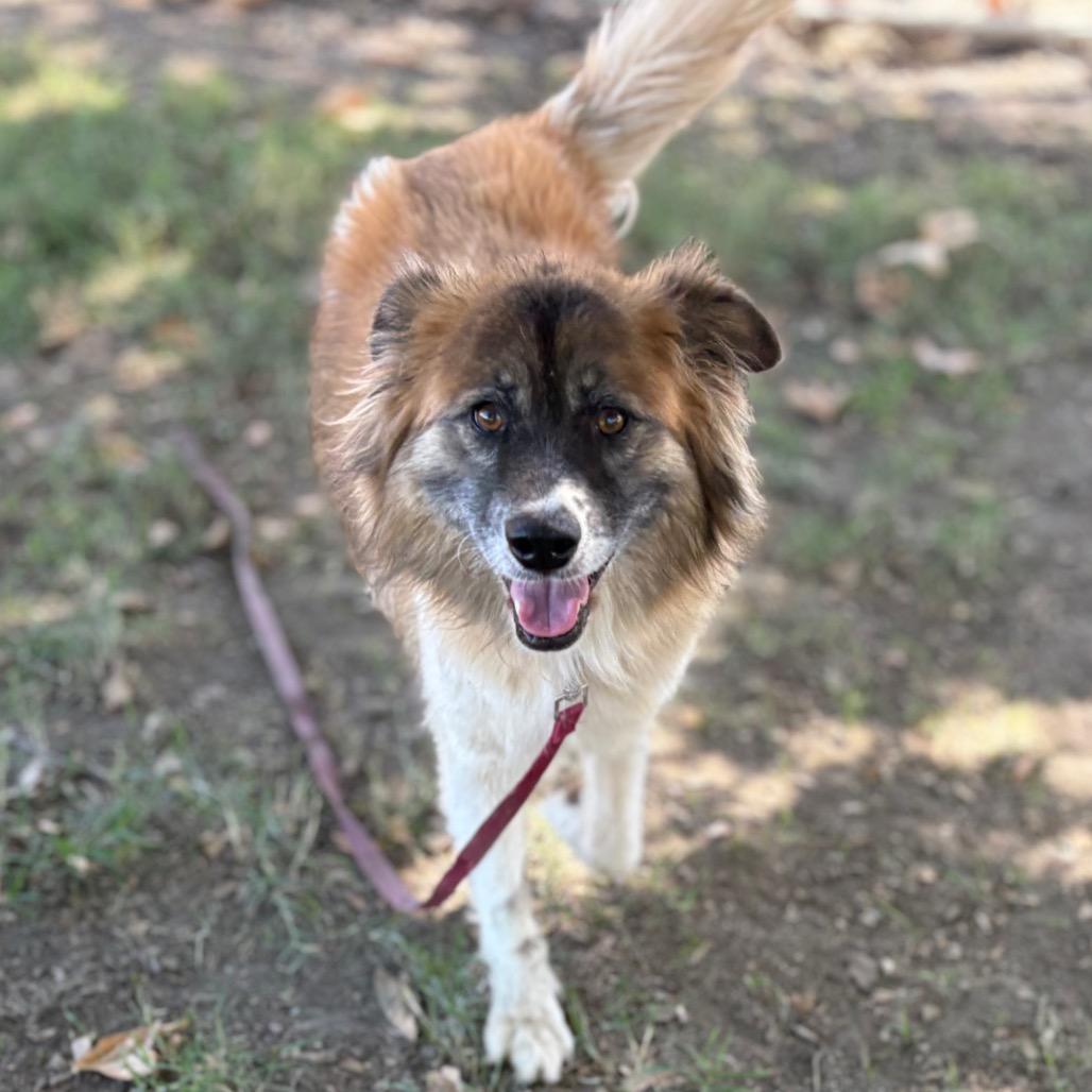 Enlarge Lola, a Adoptable mixed breed in San Jacinto, CA image 5/6