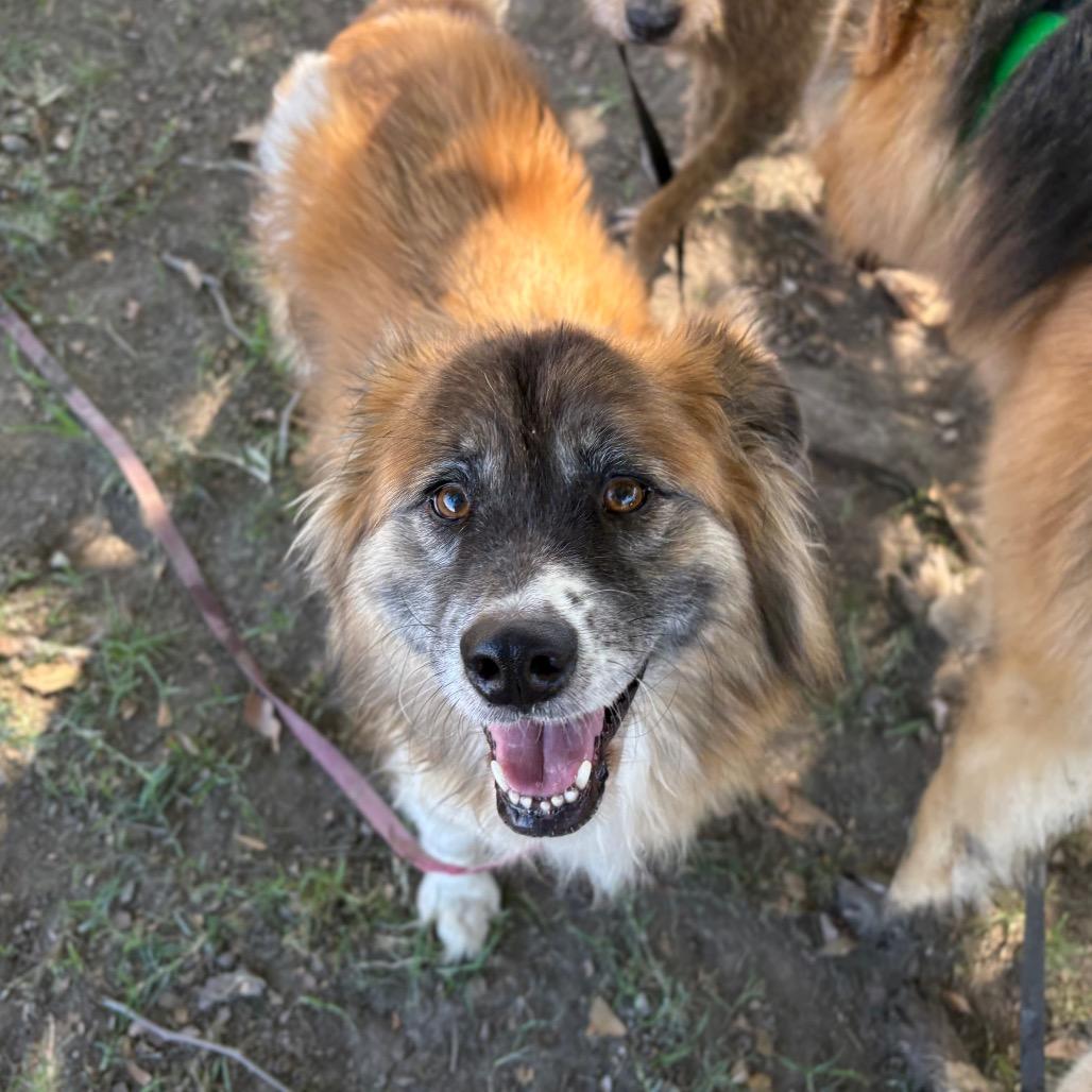 Enlarge Lola, a Adoptable mixed breed in San Jacinto, CA image 6/6