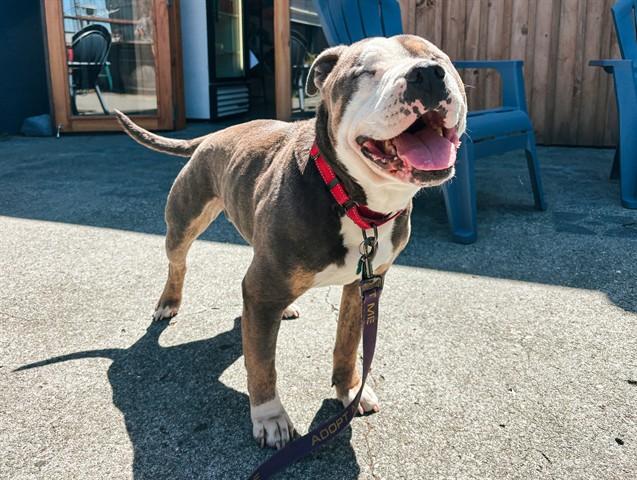 KETCHUP, Adoptable, Adult Male Pit Bull Terrier & Australian Cattle Dog / Blue Heeler.
