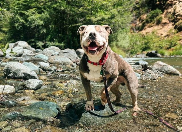 KETCHUP, Adoptable, Adult Male Pit Bull Terrier & Australian Cattle Dog / Blue Heeler.