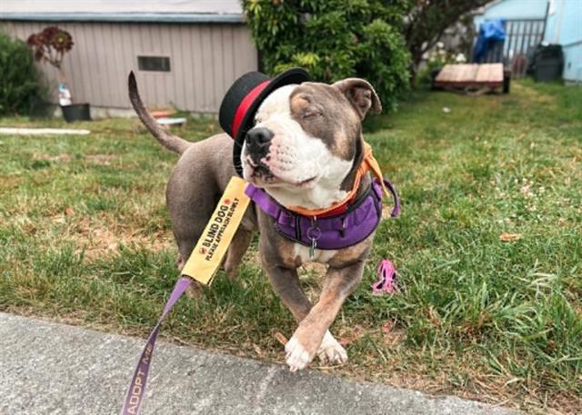Enlarge KETCHUP, a Adoptable mixed breed in McKinleyville, CA image 1/1