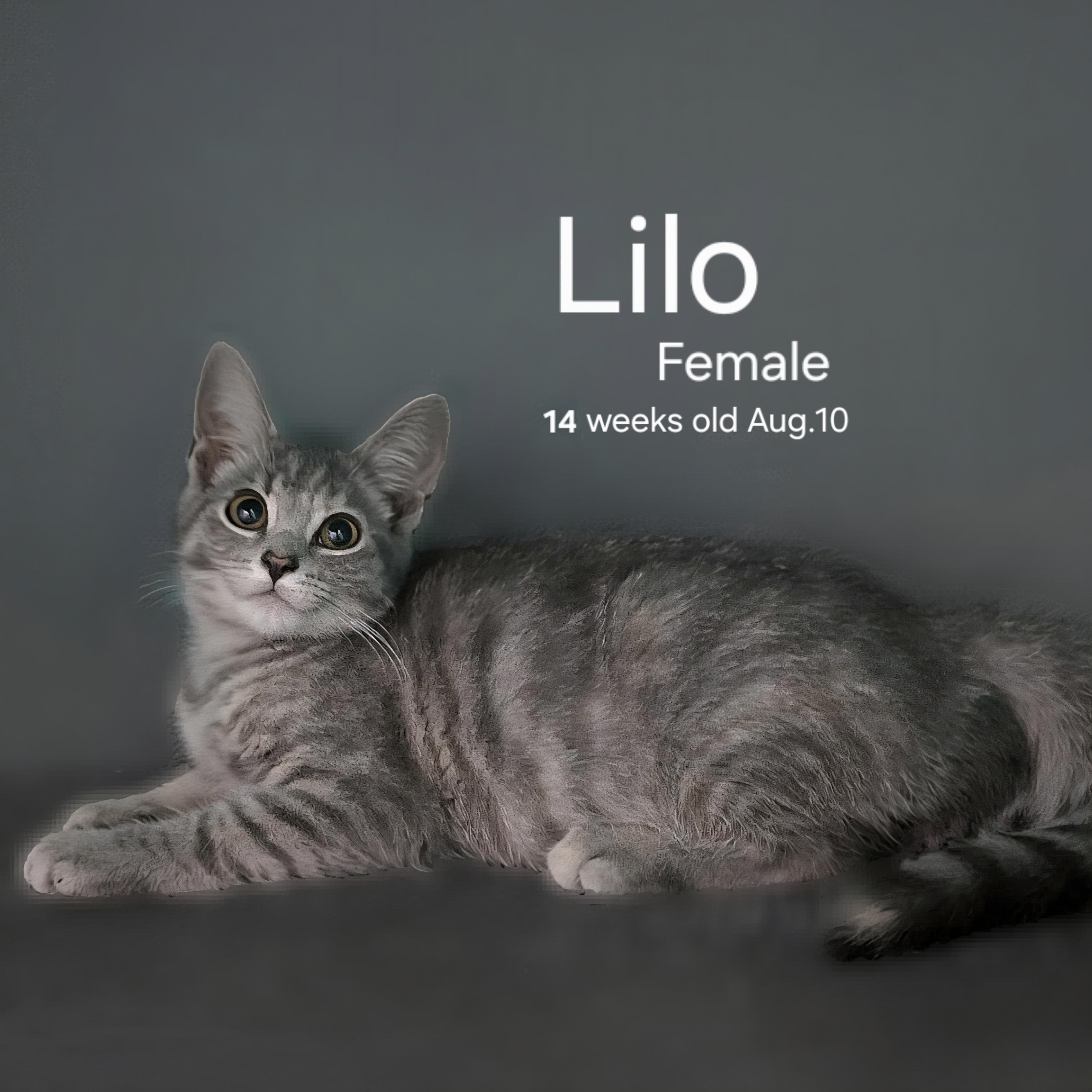 Lilo, an adoptable Dilute Tortoiseshell, Silver in Quincy, OH, 43343 | Photo Image 1