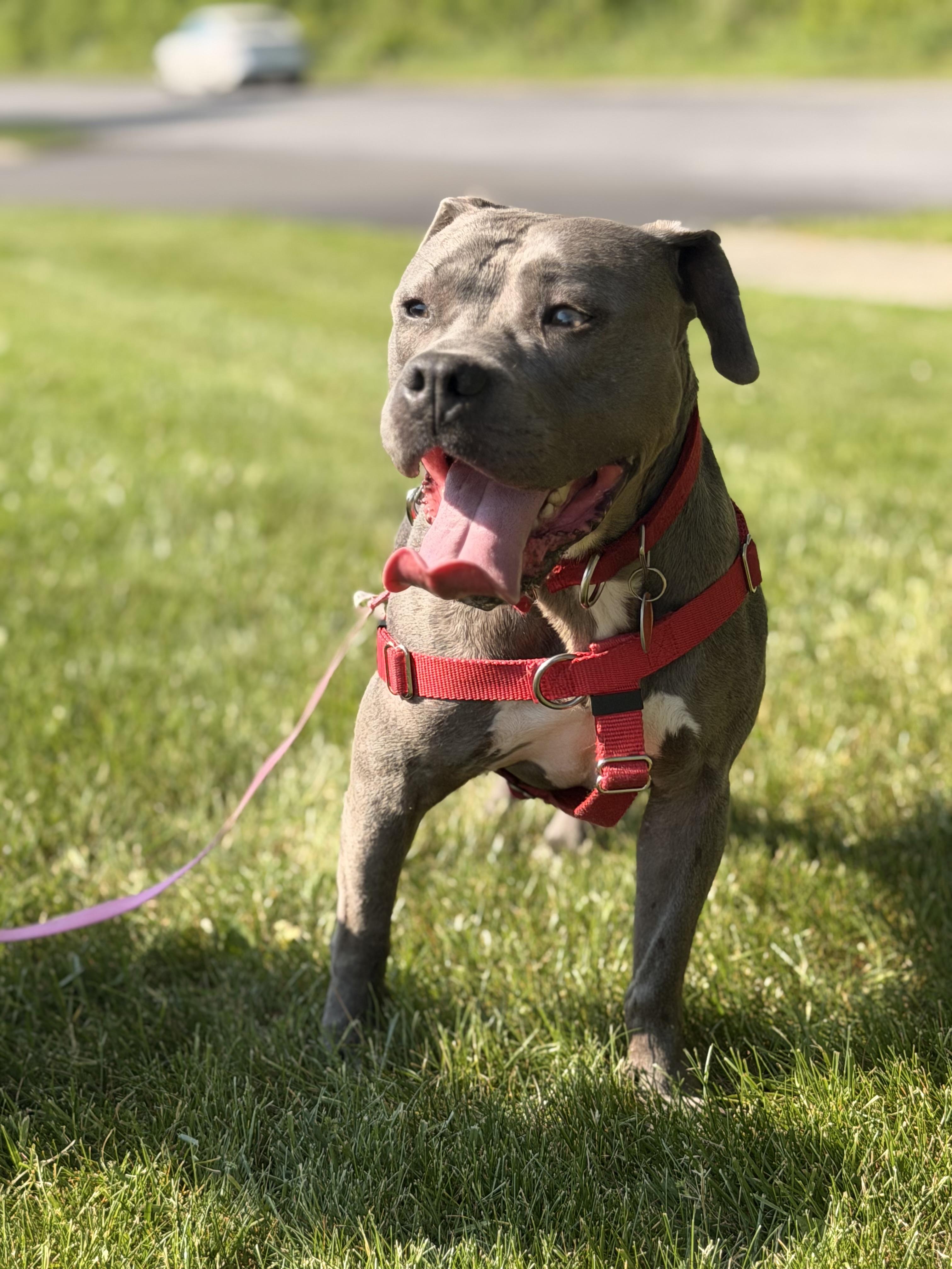 Sophia, a Adoptable mixed breed in Granby, CT image 2/5