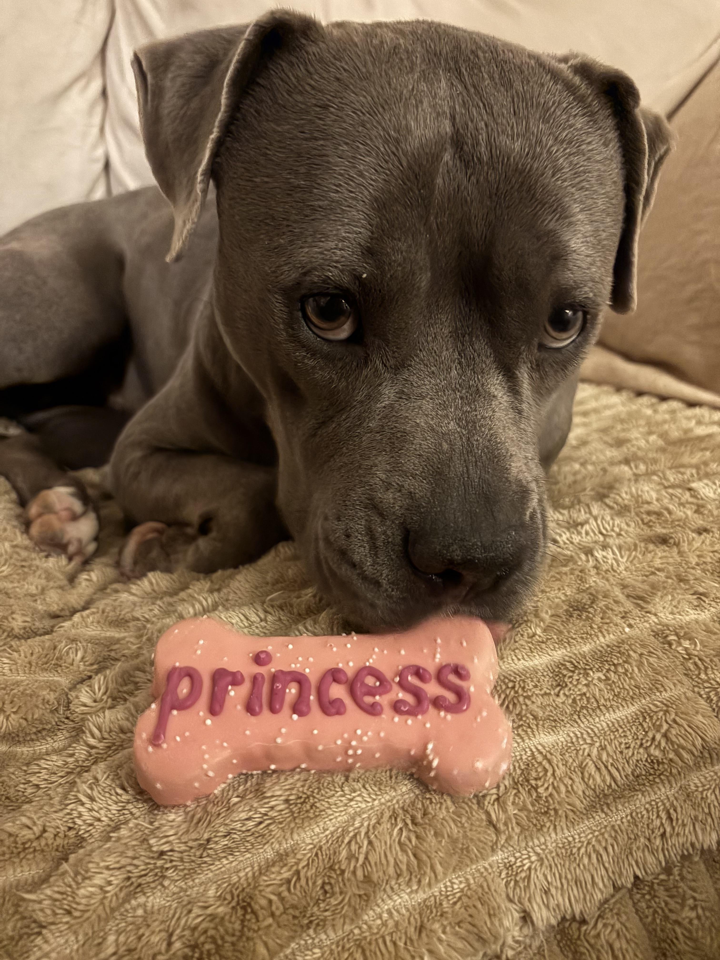 Sophia, a Adoptable mixed breed in Granby, CT image 4/5
