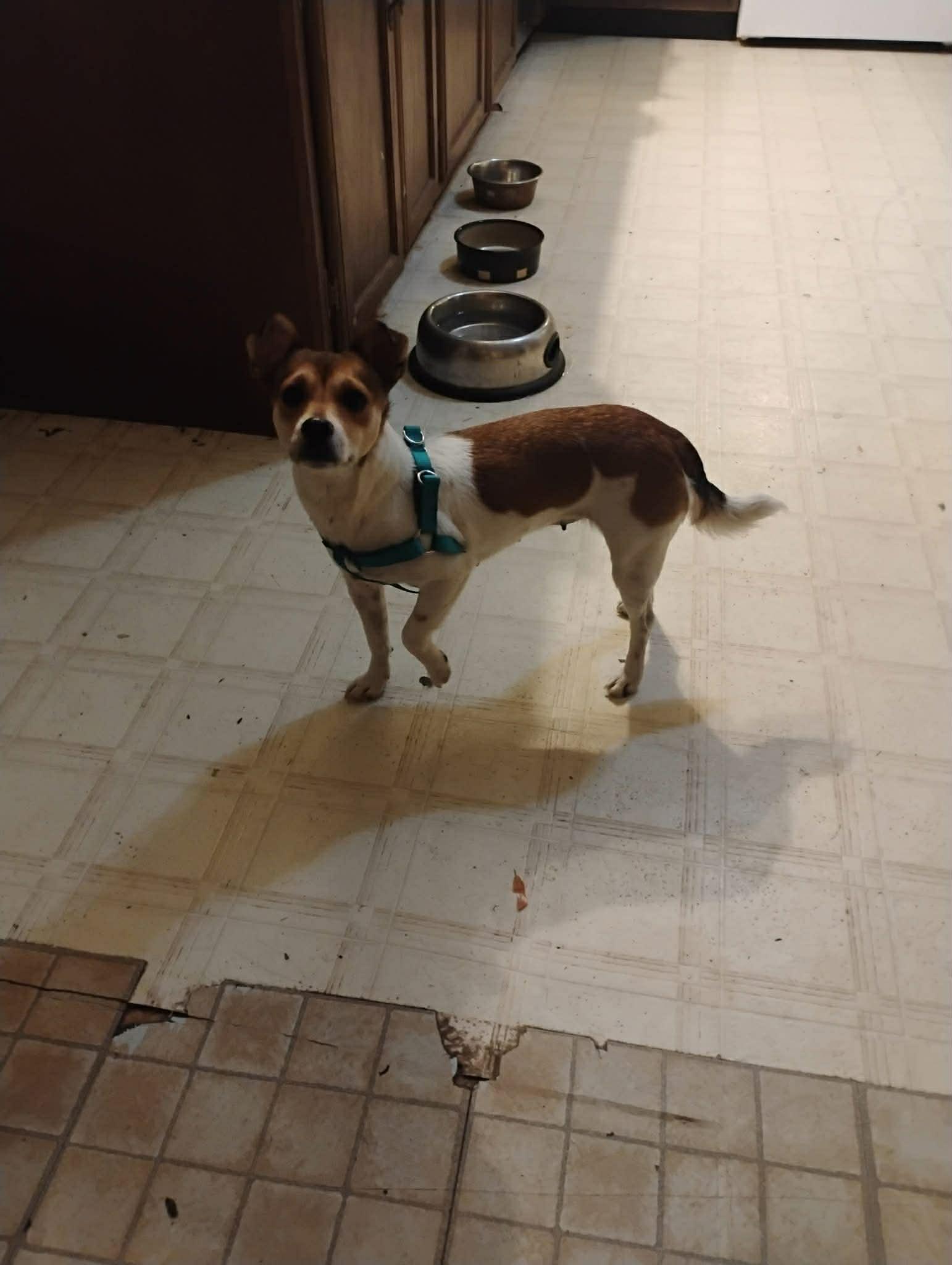 Roxy, Adoptable, Puppy Female Jack Russell Terrier.