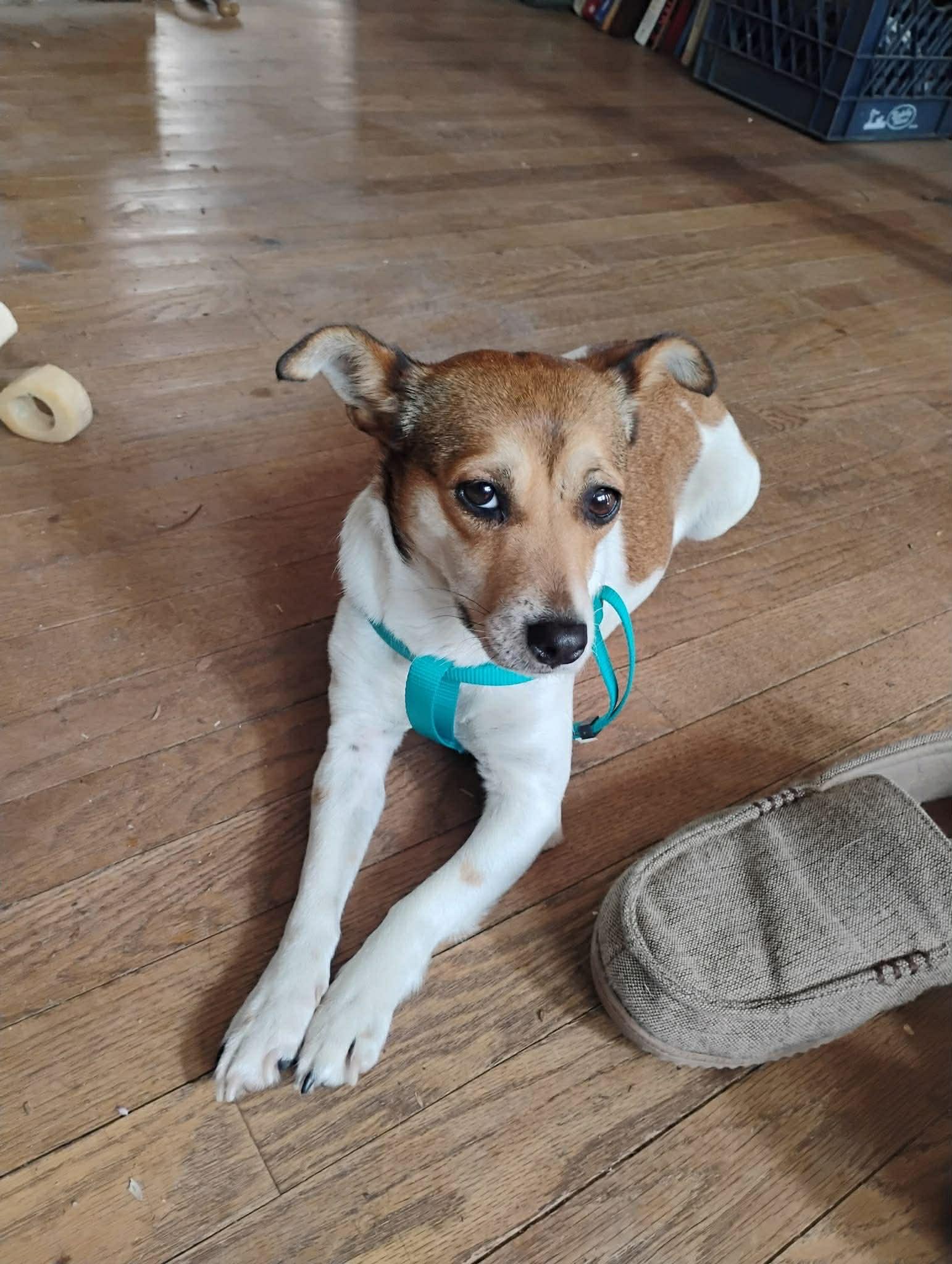 Enlarge Roxy, a Adoptable Jack Russell Terrier in Montpelier, VT image 2/3