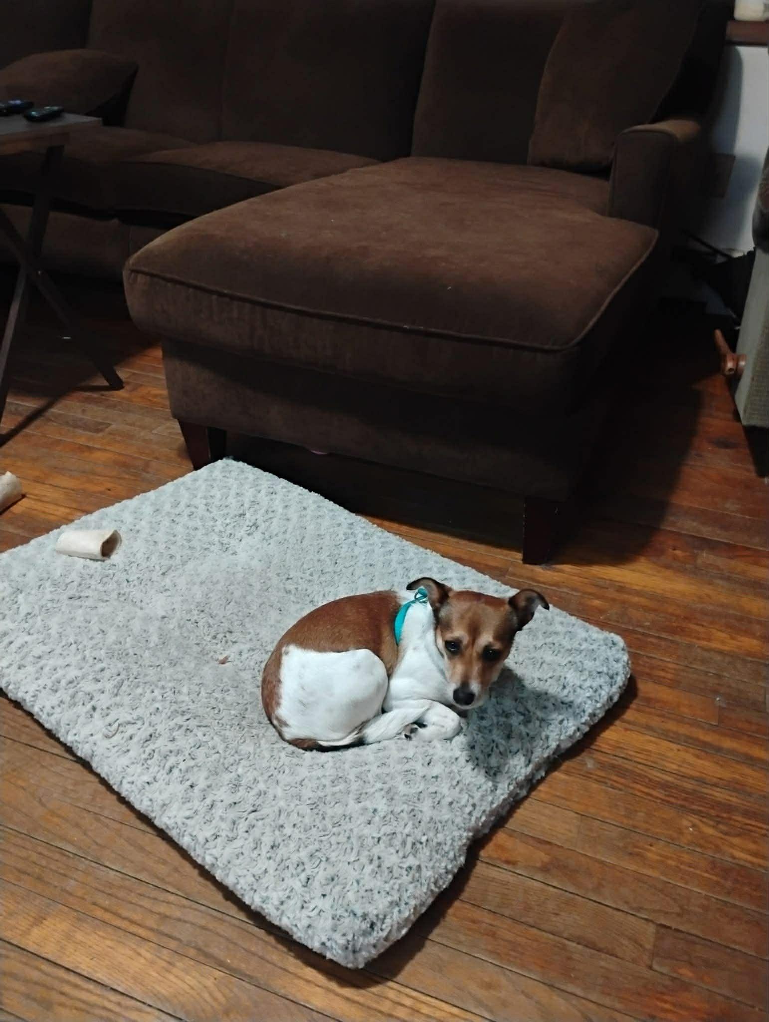 Enlarge Roxy, a Adoptable Jack Russell Terrier in Montpelier, VT image 3/3