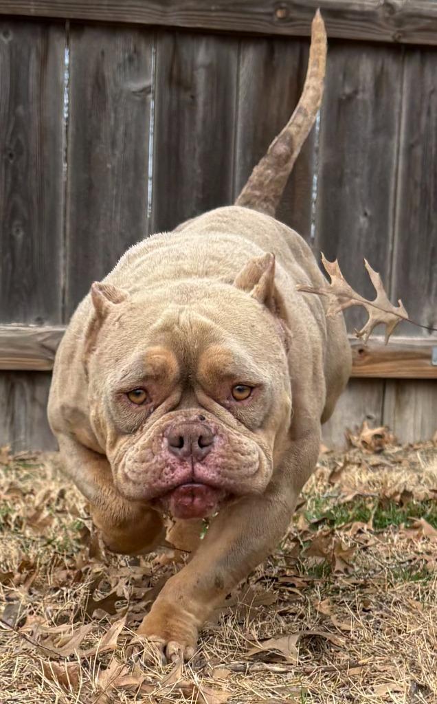 Enlarge Herbie, a Adoptable Pit Bull Terrier in Great Bend, KS image 1/1