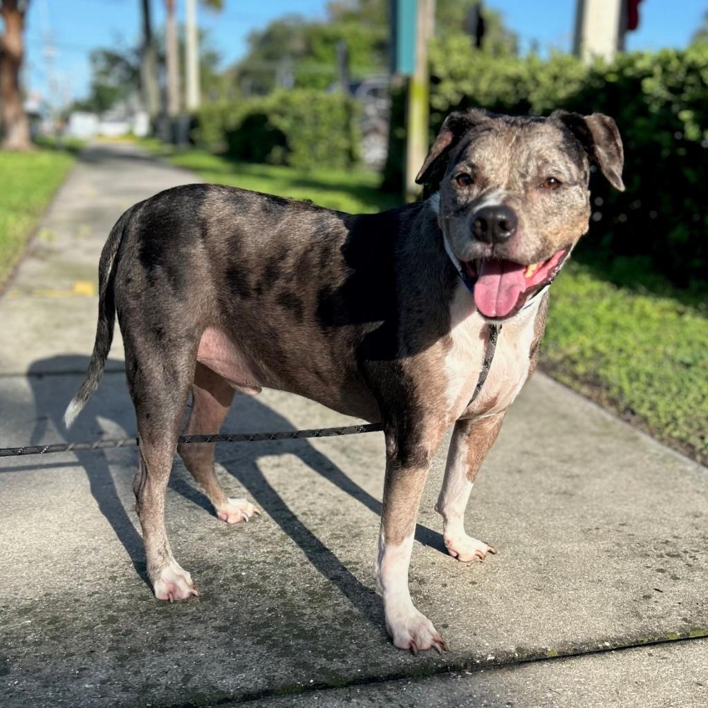 Enlarge Indigo, a Adoptable mixed breed in Tampa, FL image 1/6