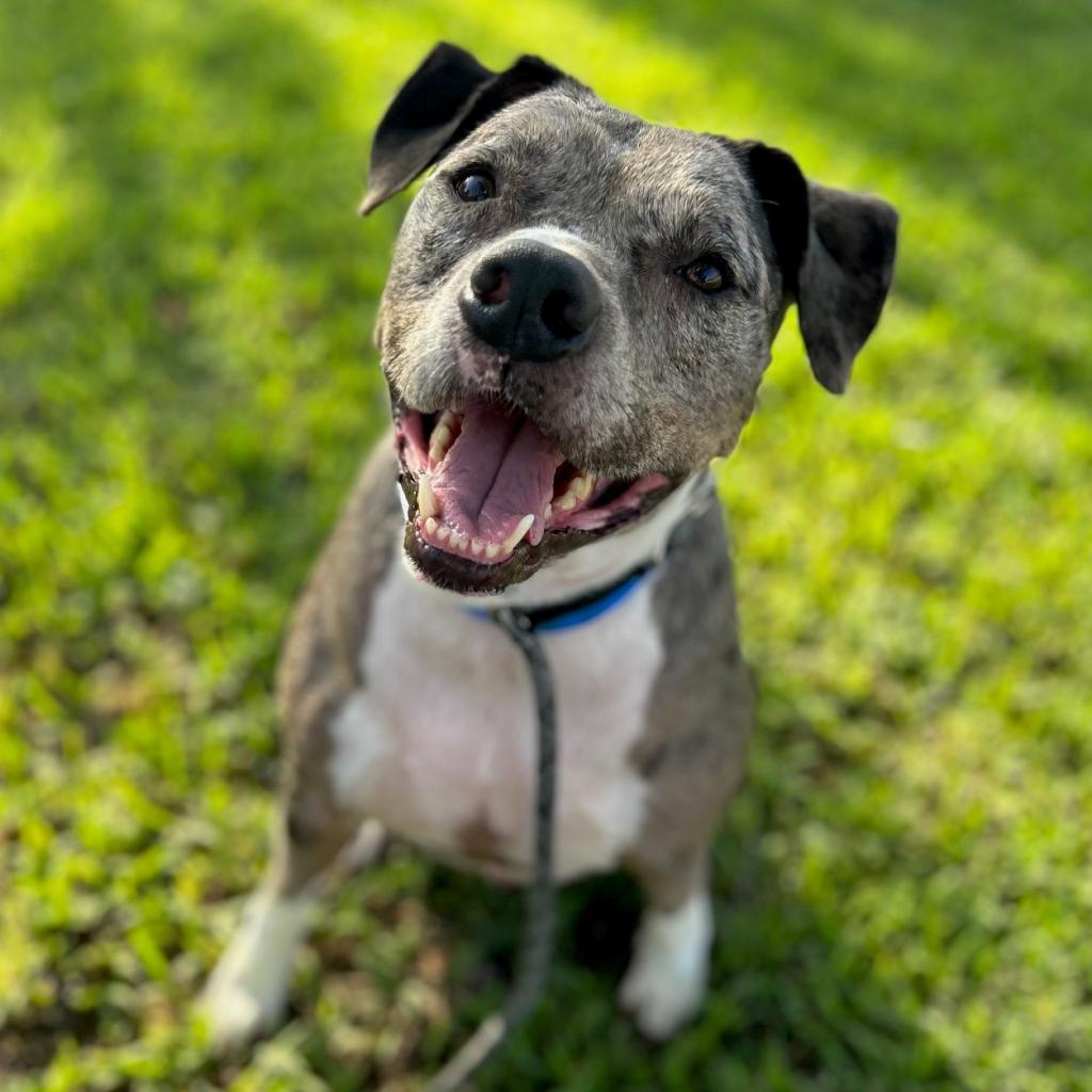 Enlarge Indigo, a Adoptable mixed breed in Tampa, FL image 2/6