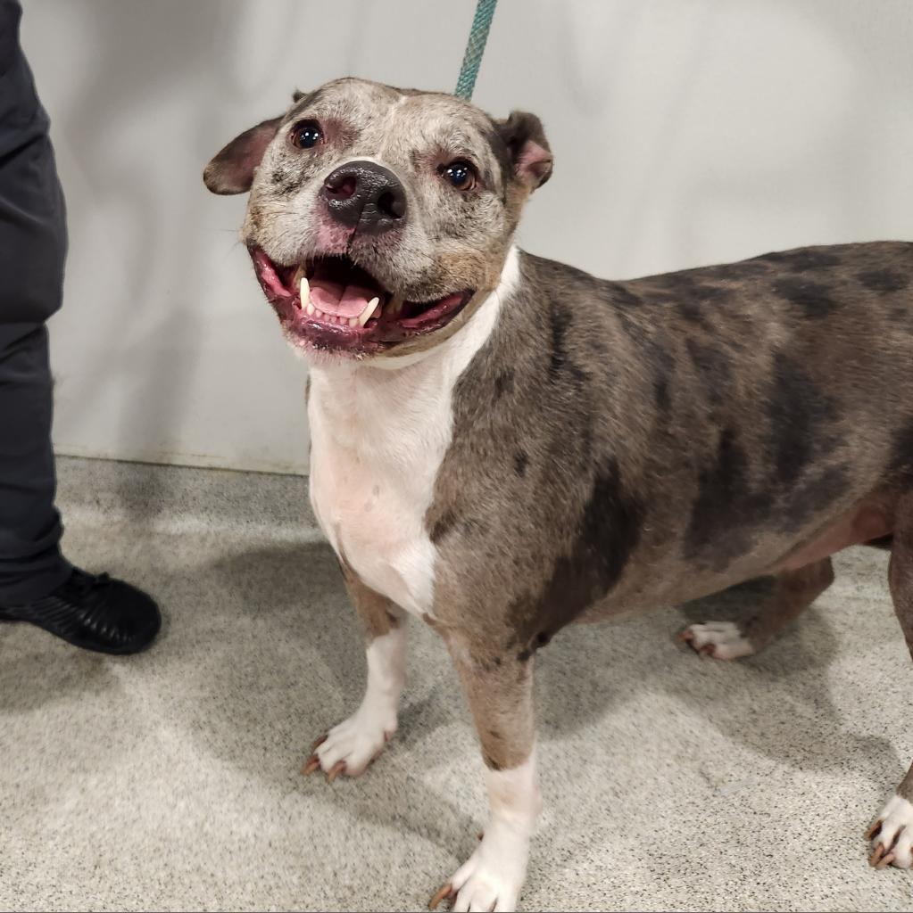 Enlarge Indigo, a Adoptable mixed breed in Tampa, FL image 3/6