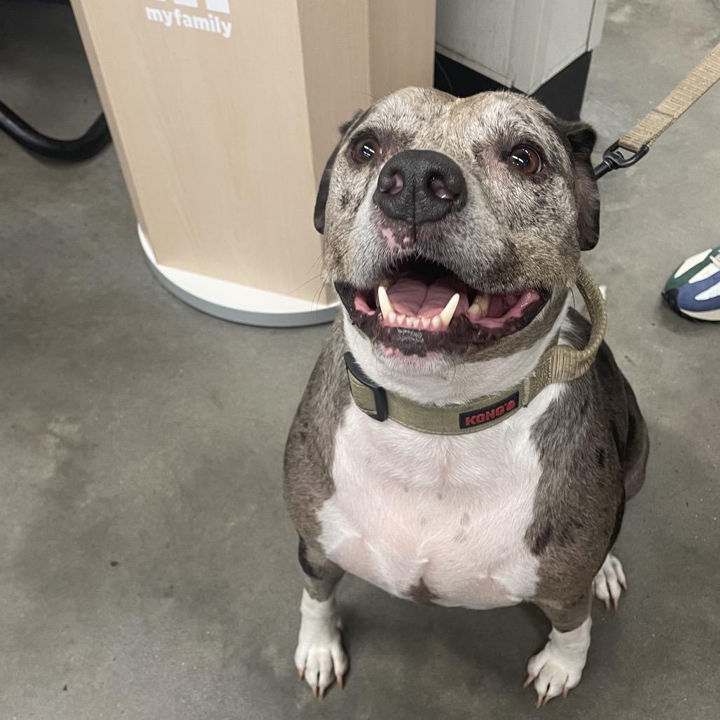 Enlarge Indigo, a Adoptable mixed breed in Tampa, FL image 4/6