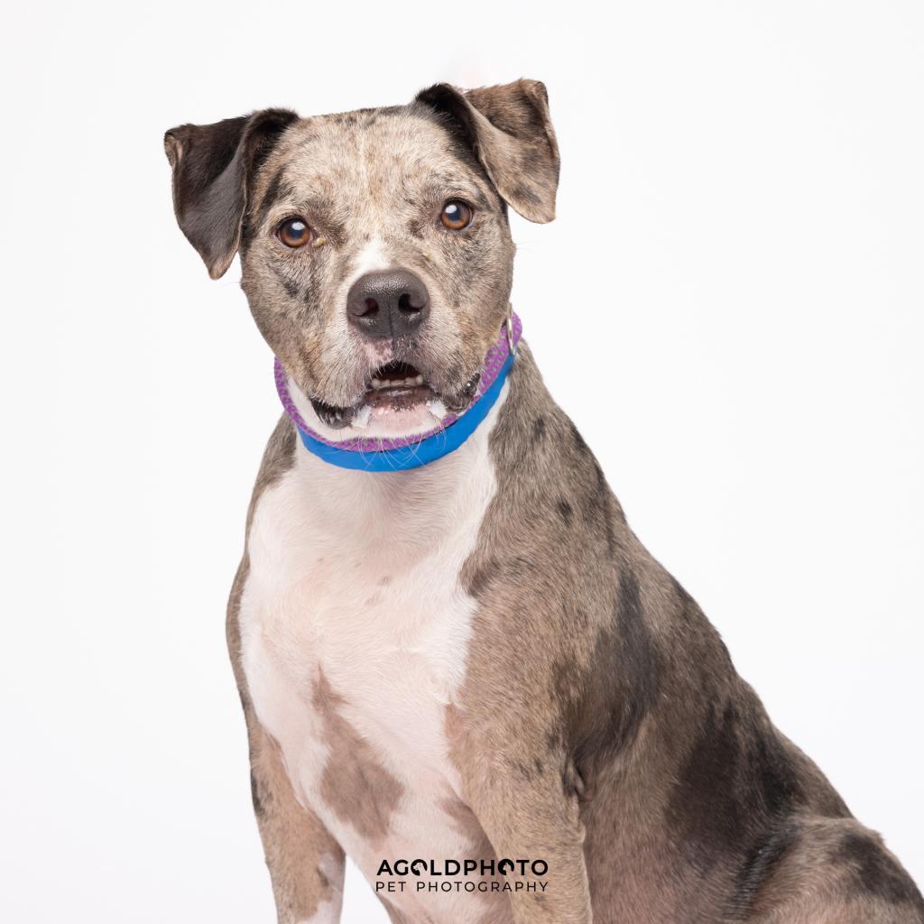 Enlarge Indigo, a Adoptable mixed breed in Tampa, FL image 5/6