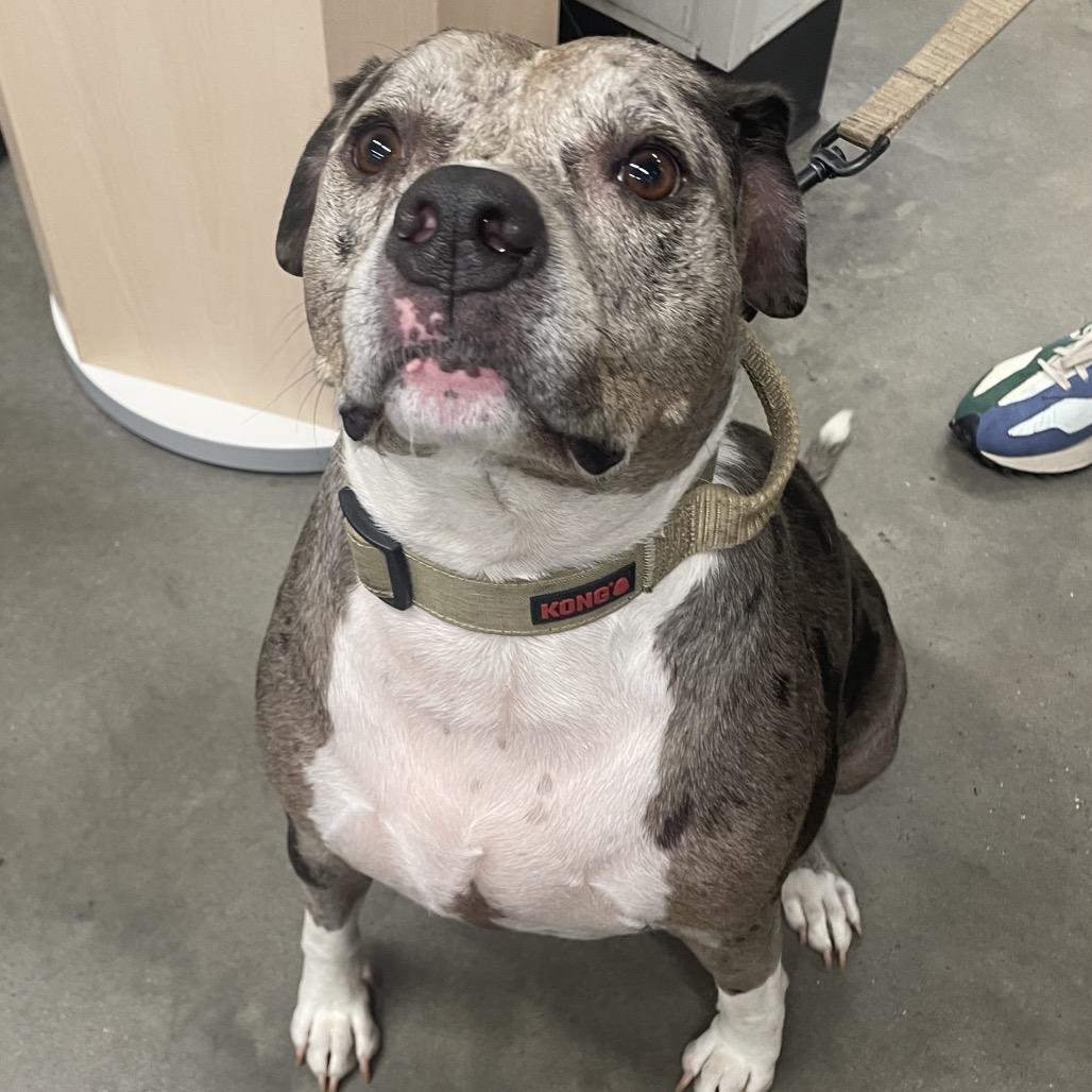 Enlarge Indigo, a Adoptable mixed breed in Tampa, FL image 6/6