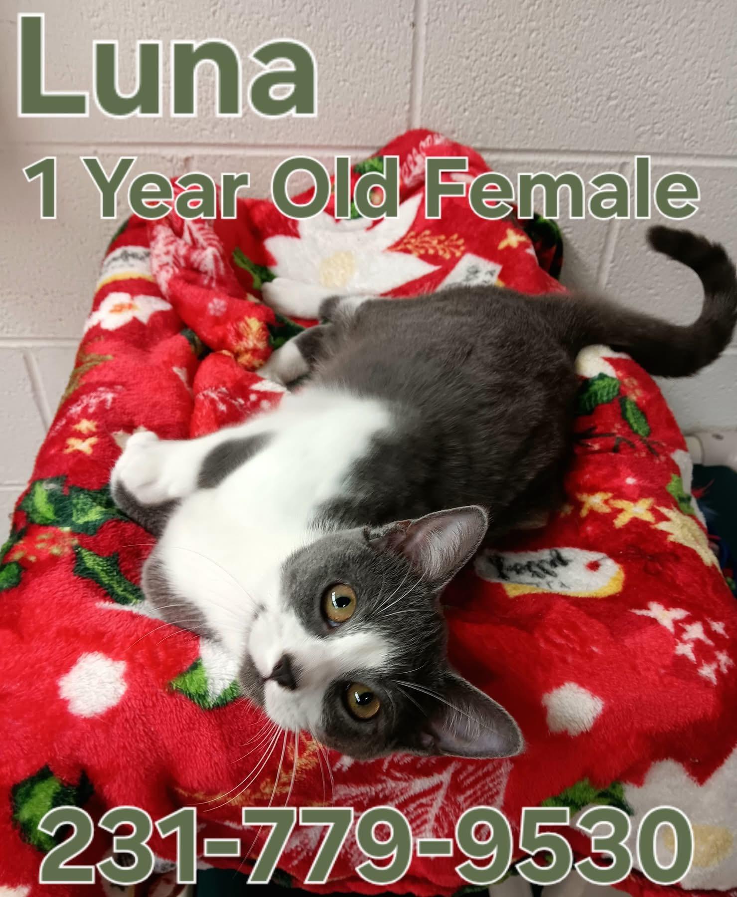 LUNA, ADOPTABLE, Young Female Domestic Short Hair.
