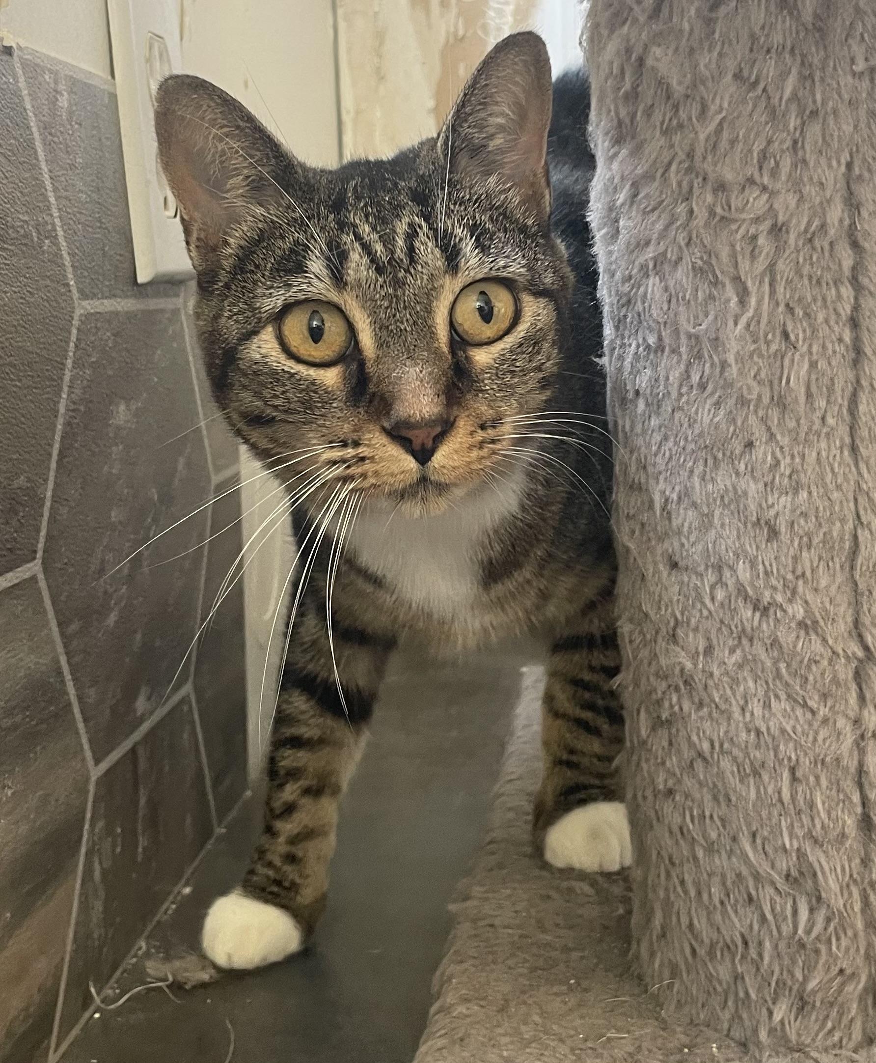 Danielle, Adopted, Adult Female Domestic Short Hair.