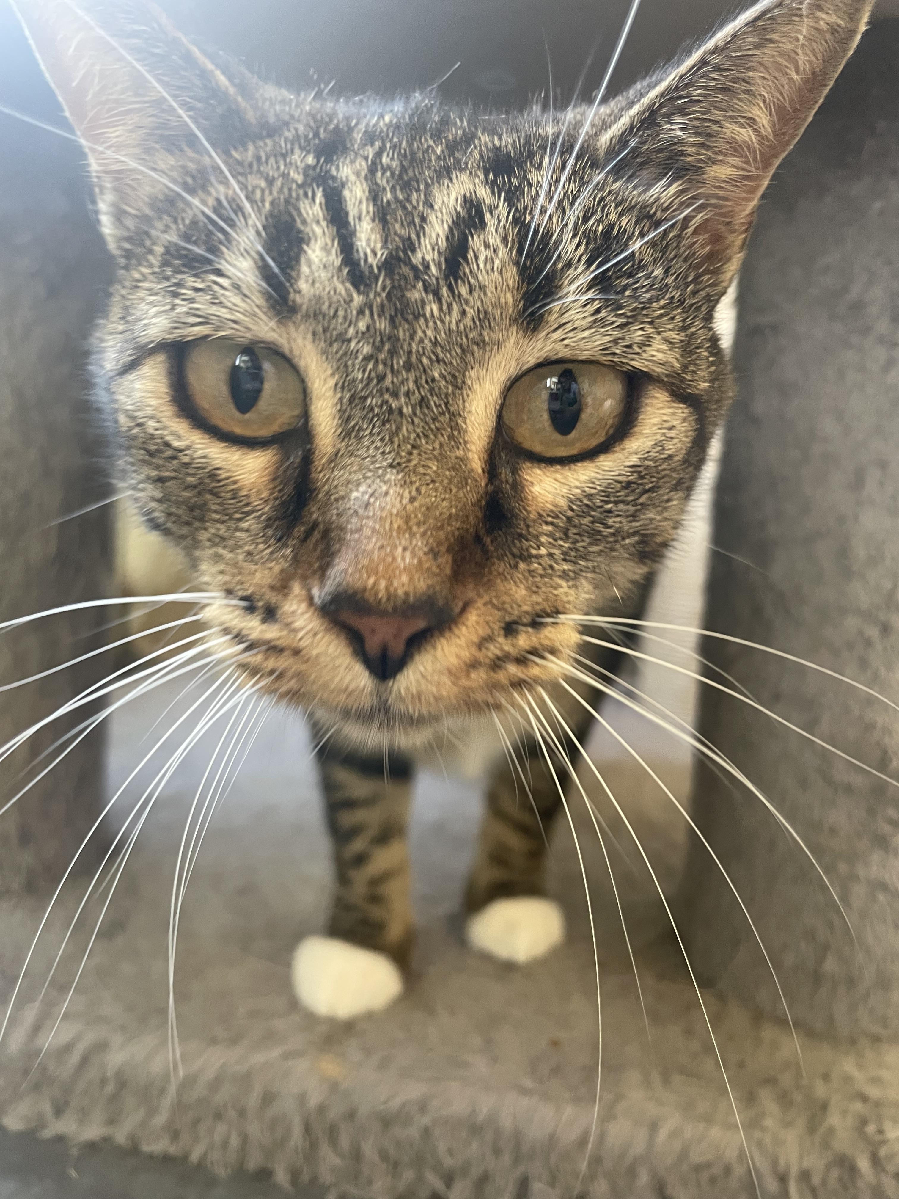 Enlarge Danielle, a Adopted Domestic Short Hair in Watonga, OK image 2/2