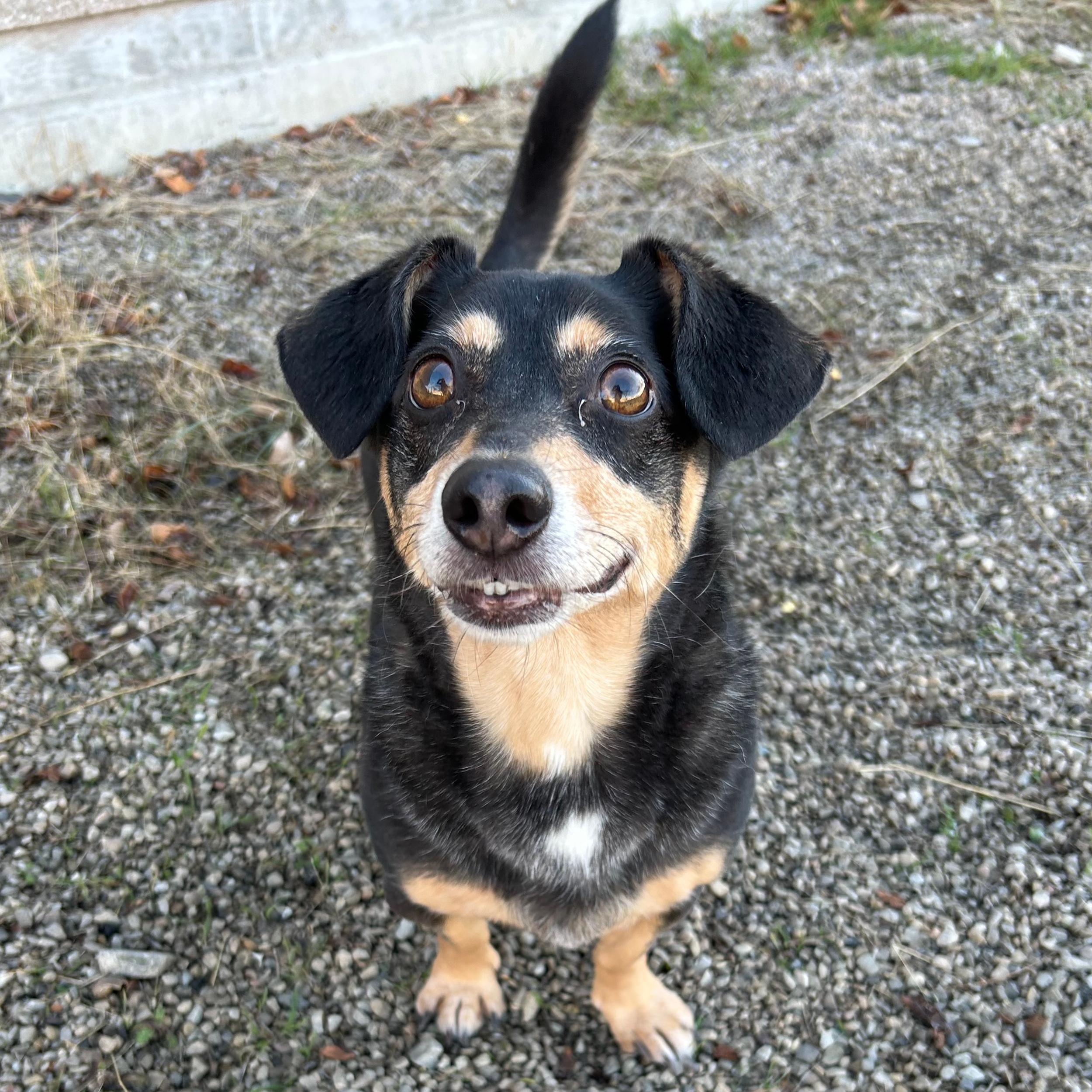 Oreo, a ADOPTABLE mixed breed in Lindon, UT image 1/5