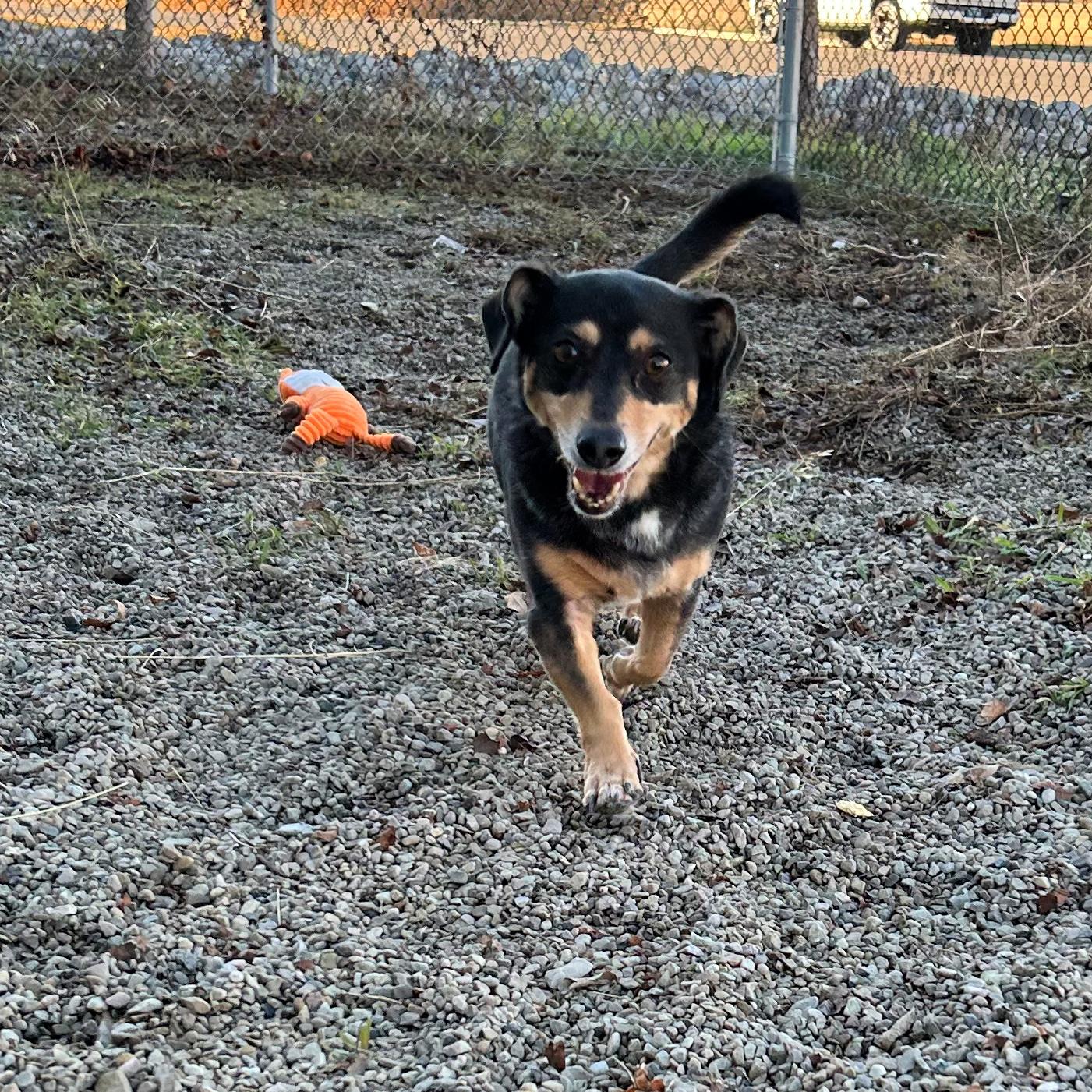 Oreo, a ADOPTABLE mixed breed in Lindon, UT image 2/5