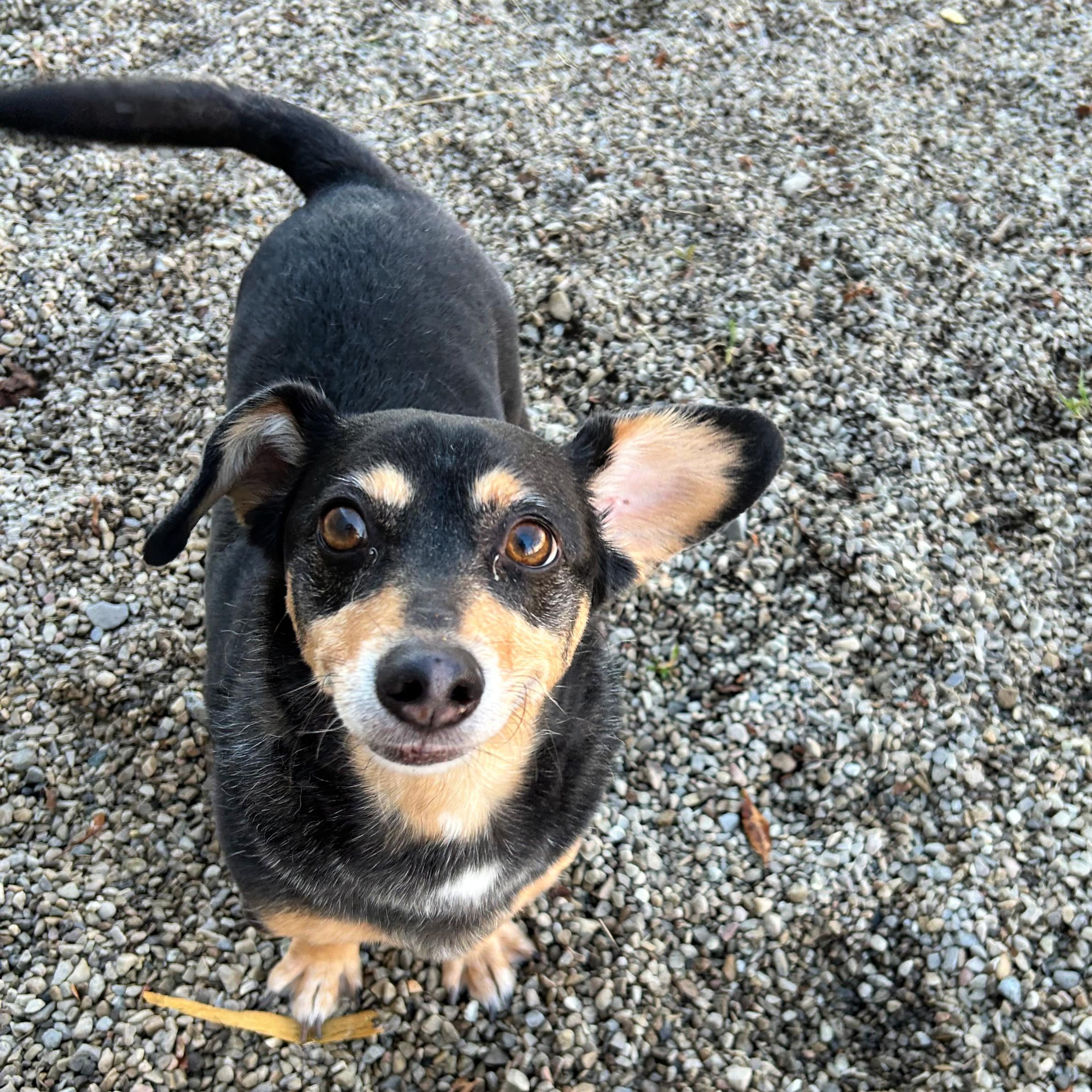 Oreo, a ADOPTABLE mixed breed in Lindon, UT image 3/5