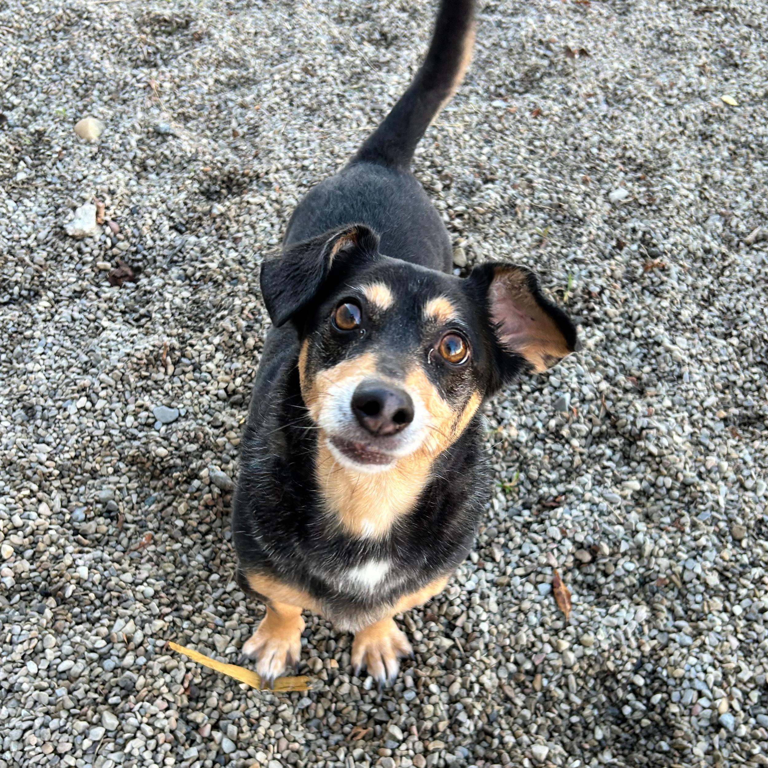 Oreo, a ADOPTABLE mixed breed in Lindon, UT image 4/5